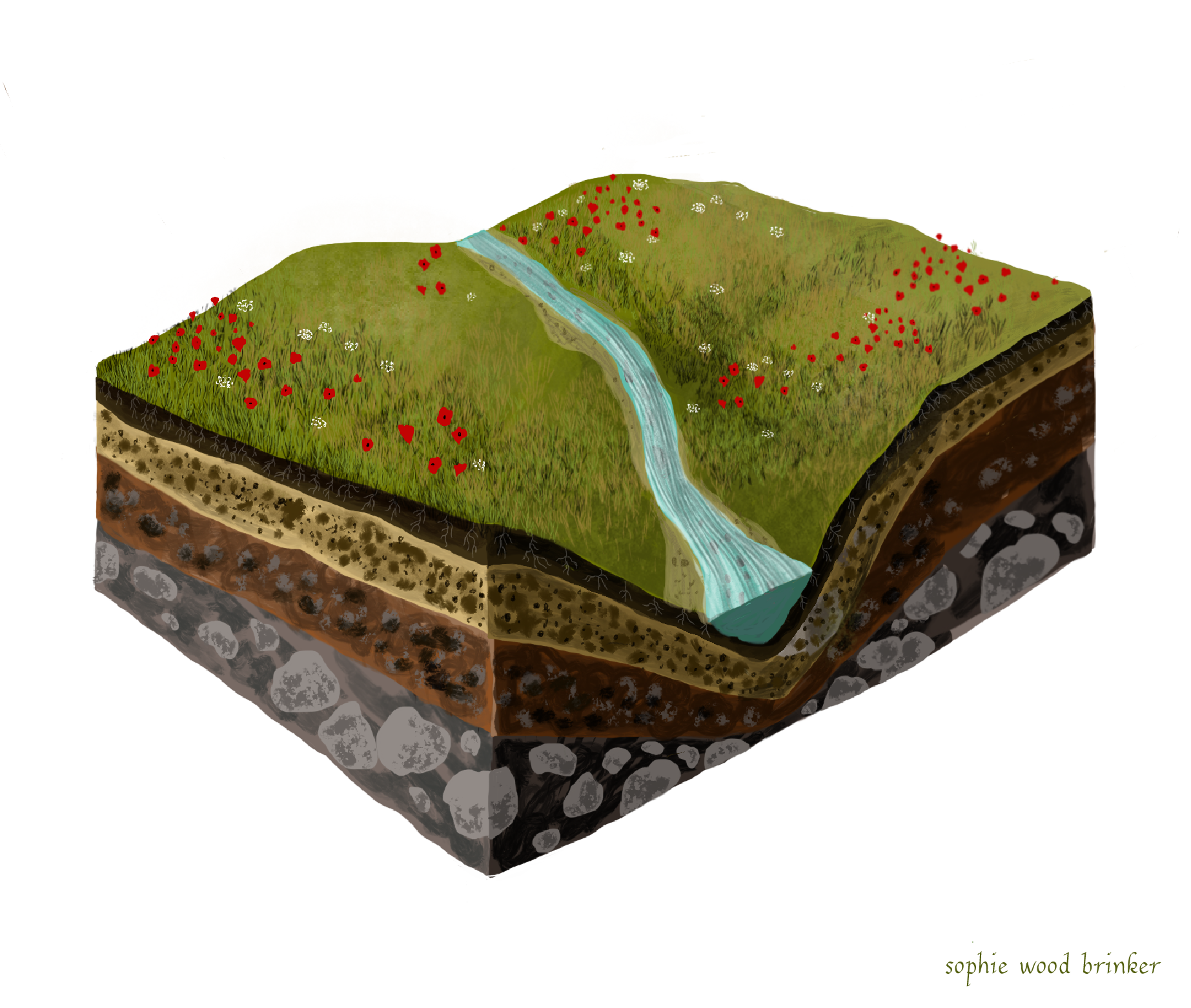 sophie wood brinker illustration of a cutaway of soil layers