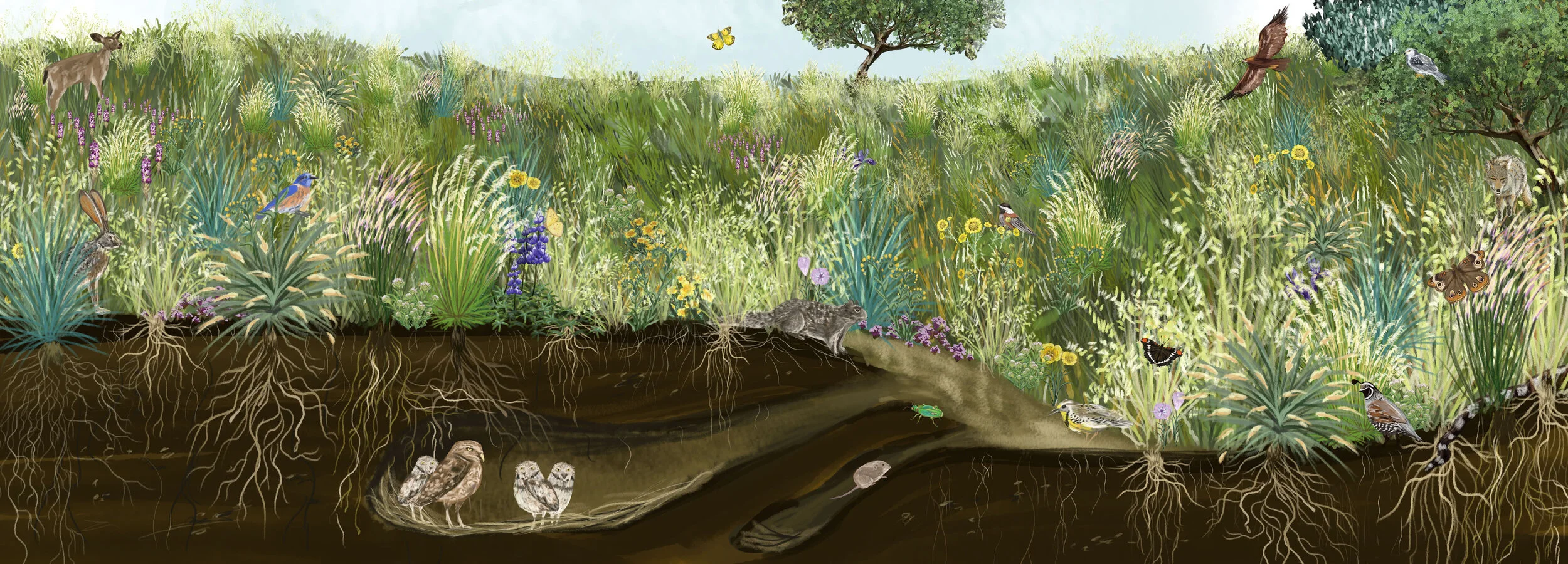 sophie wood brinker illustration of santa cruz meadows