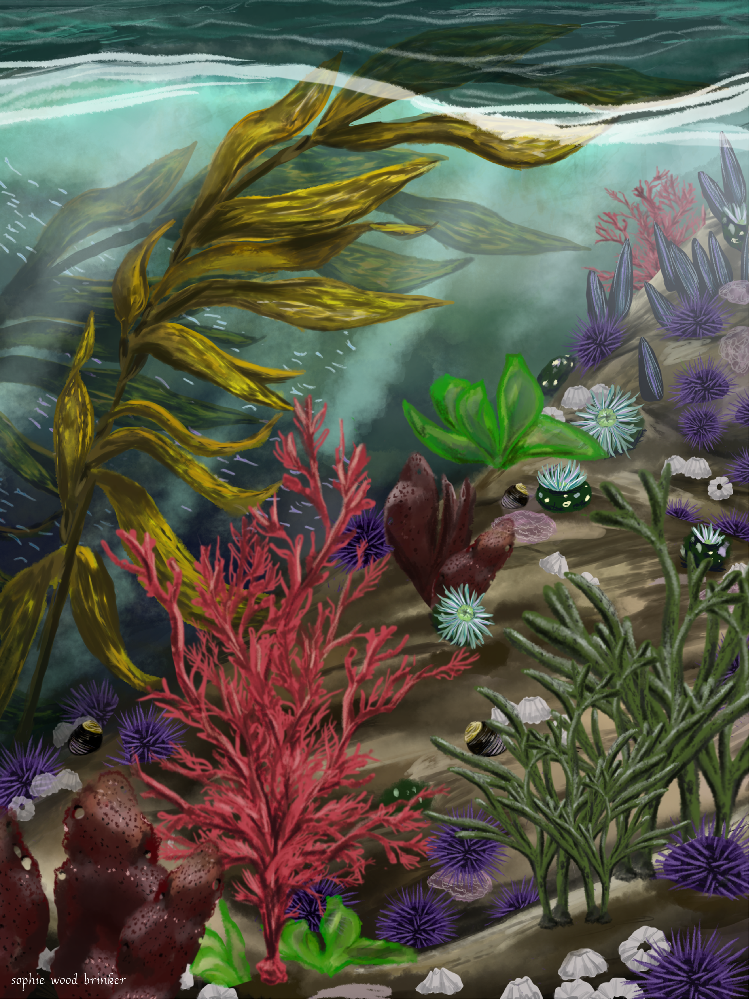 sophie wood brinker illustration of seaweed