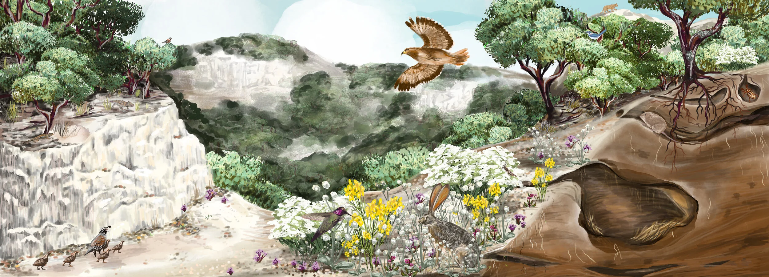 sophie wood brinker illustration of a santa cruz chaparral landscape