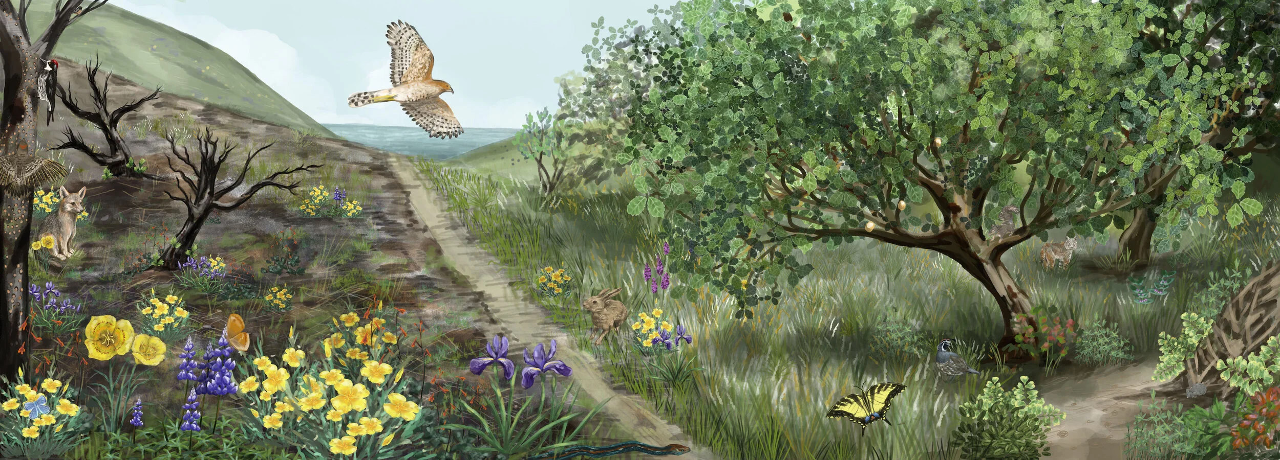 sophie wood brinker illustration of oak woodlands in santa cruz