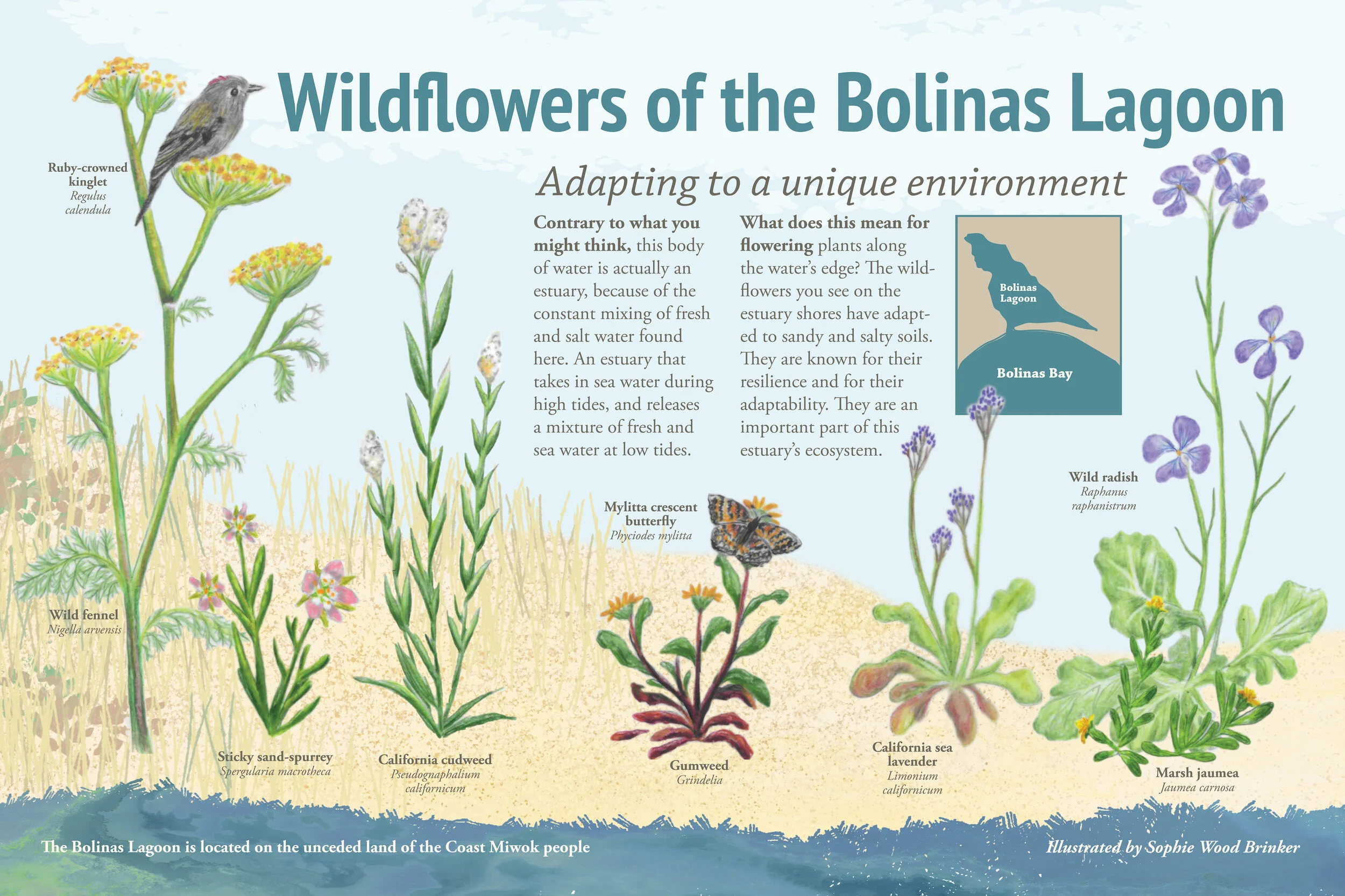 sophie wood brinker illustration of plants of the bolinas lagoon
