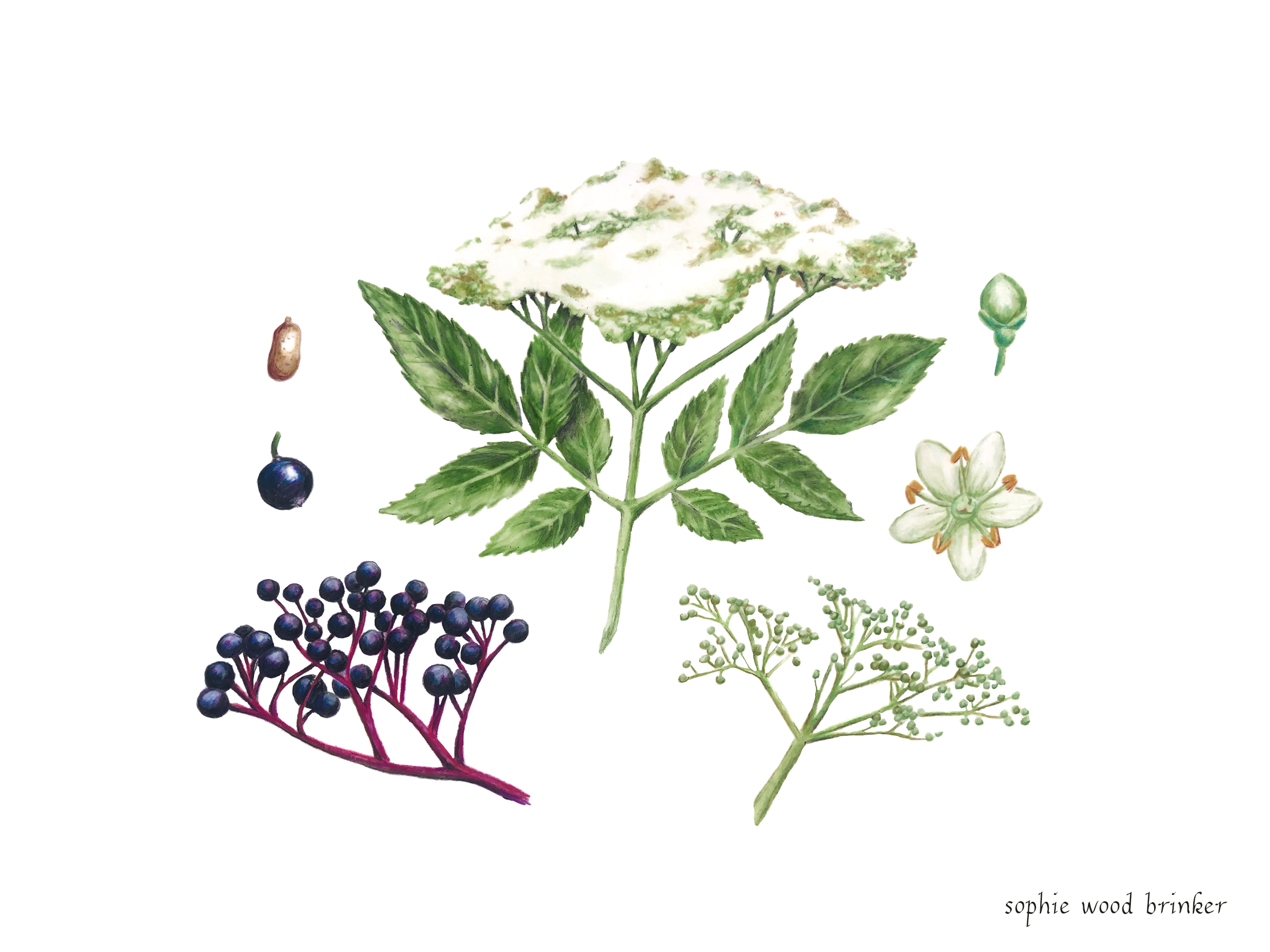 sophie wood brinker illustration of elderflower