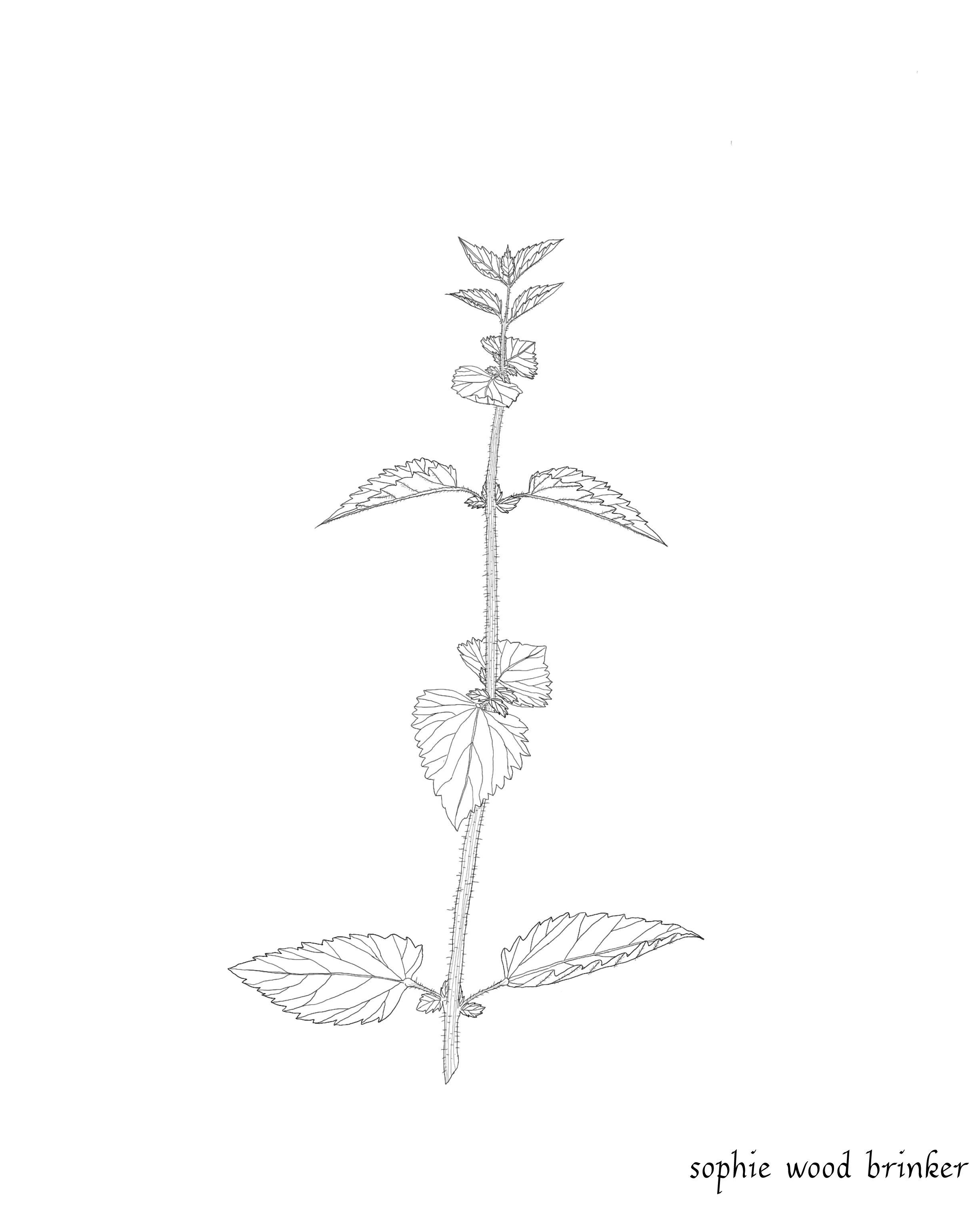 sophie wood brinker illustration of nettle
