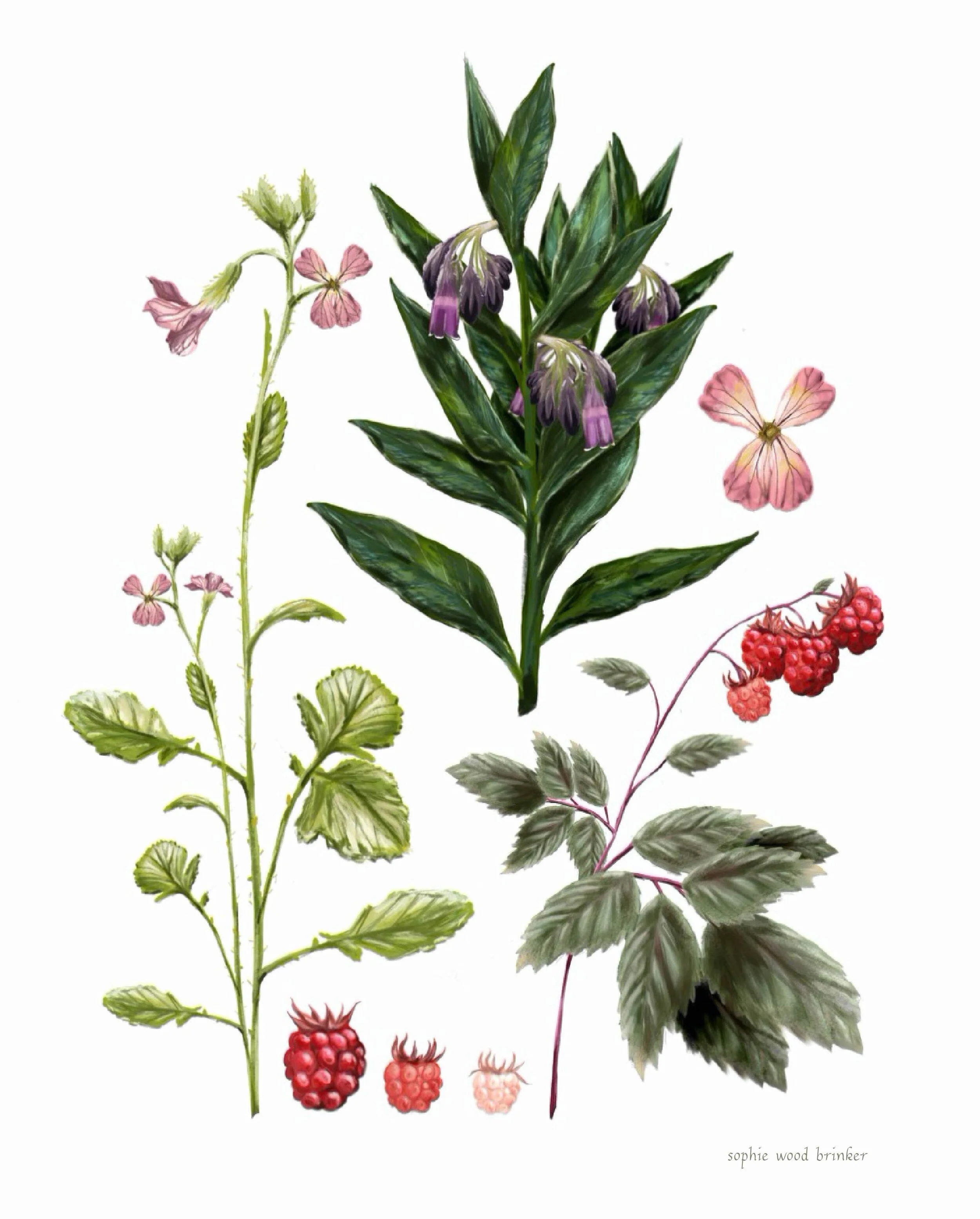 sophie wood brinker illustration of garden plants