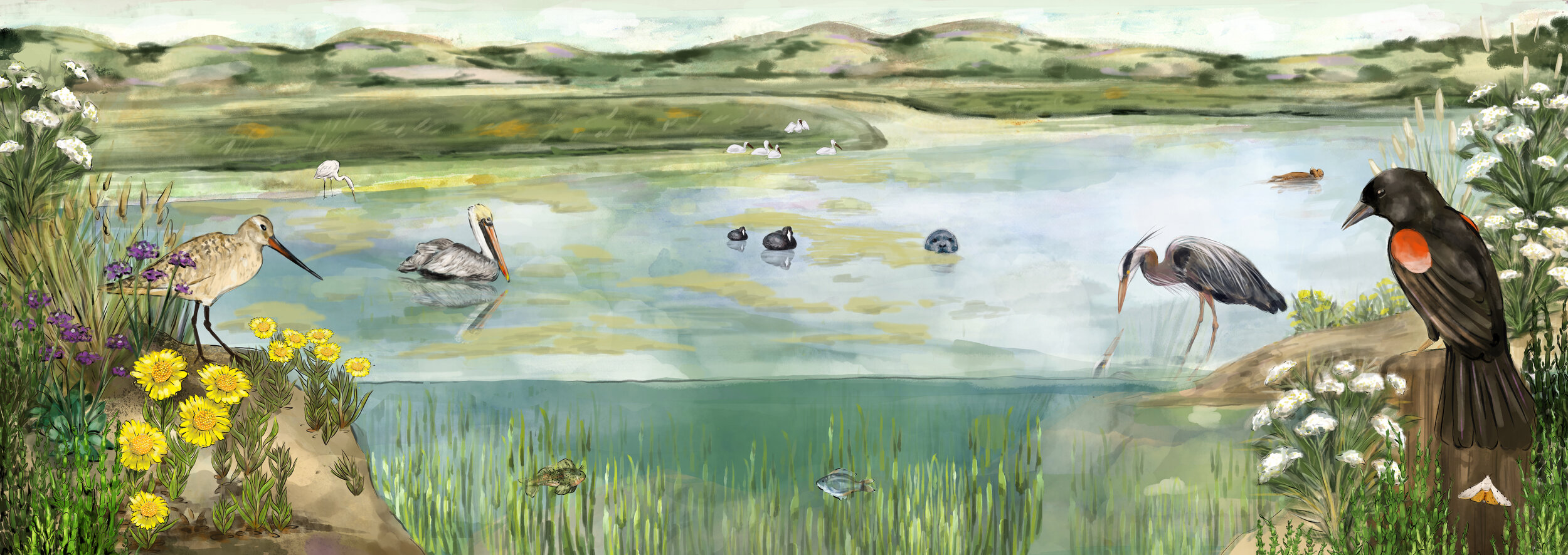 sophie wood brinker illustration of a wetland in santa cruz