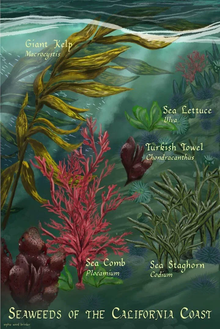sophie wood brinker illustration of seaweed
