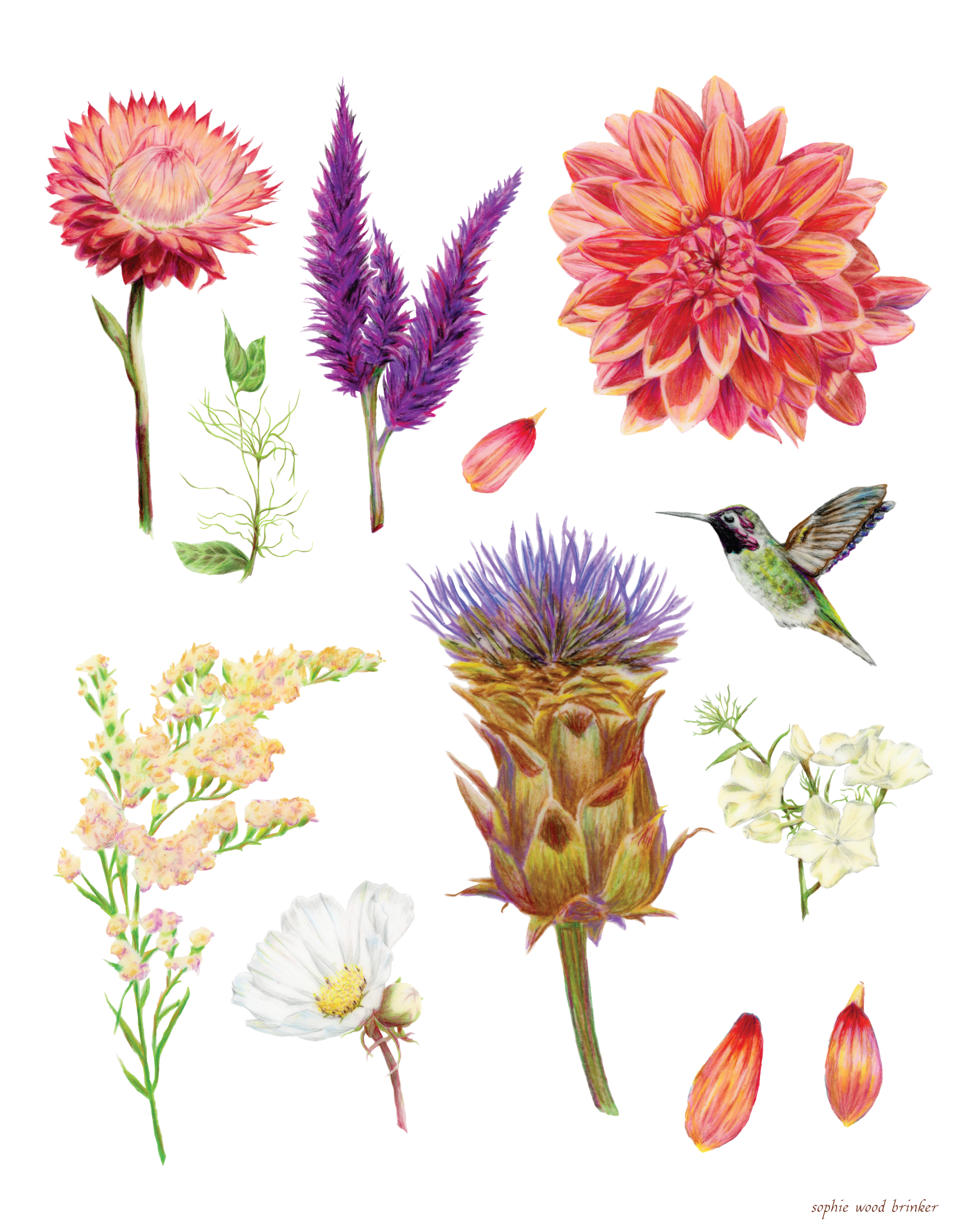 sophie wood brinker illustration of flowers and a hummingbird