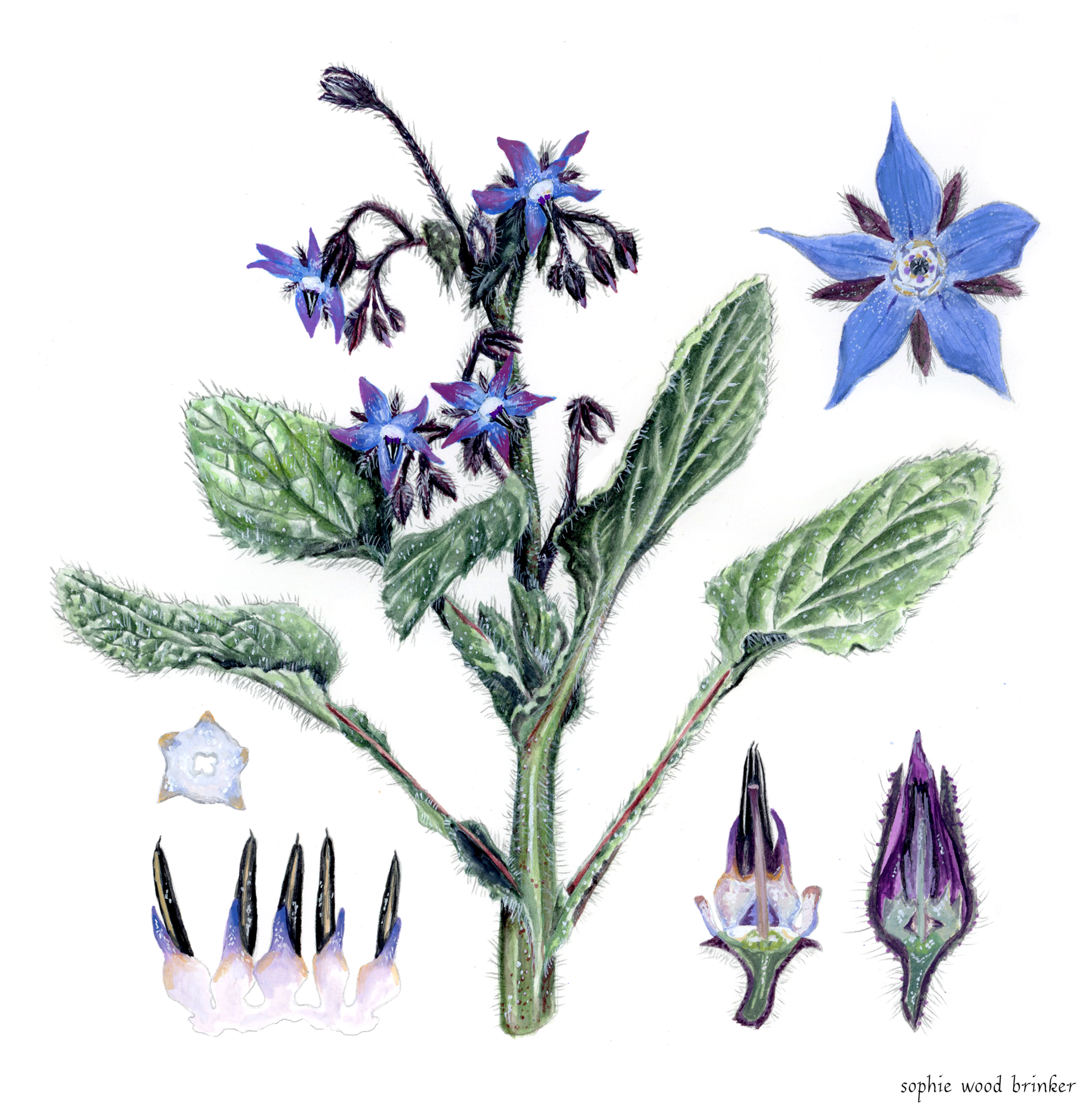 sophie wood brinker illustration of borage