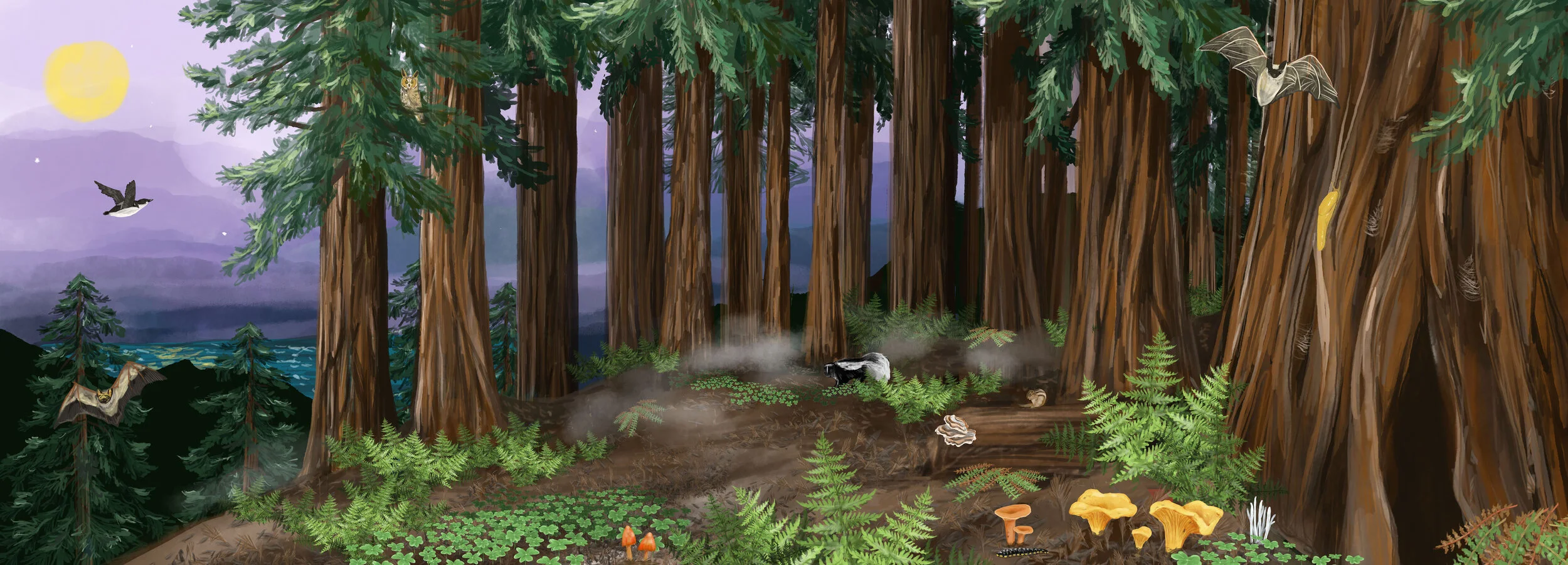 sophie wood brinker illustration of redwoods in santa cruz