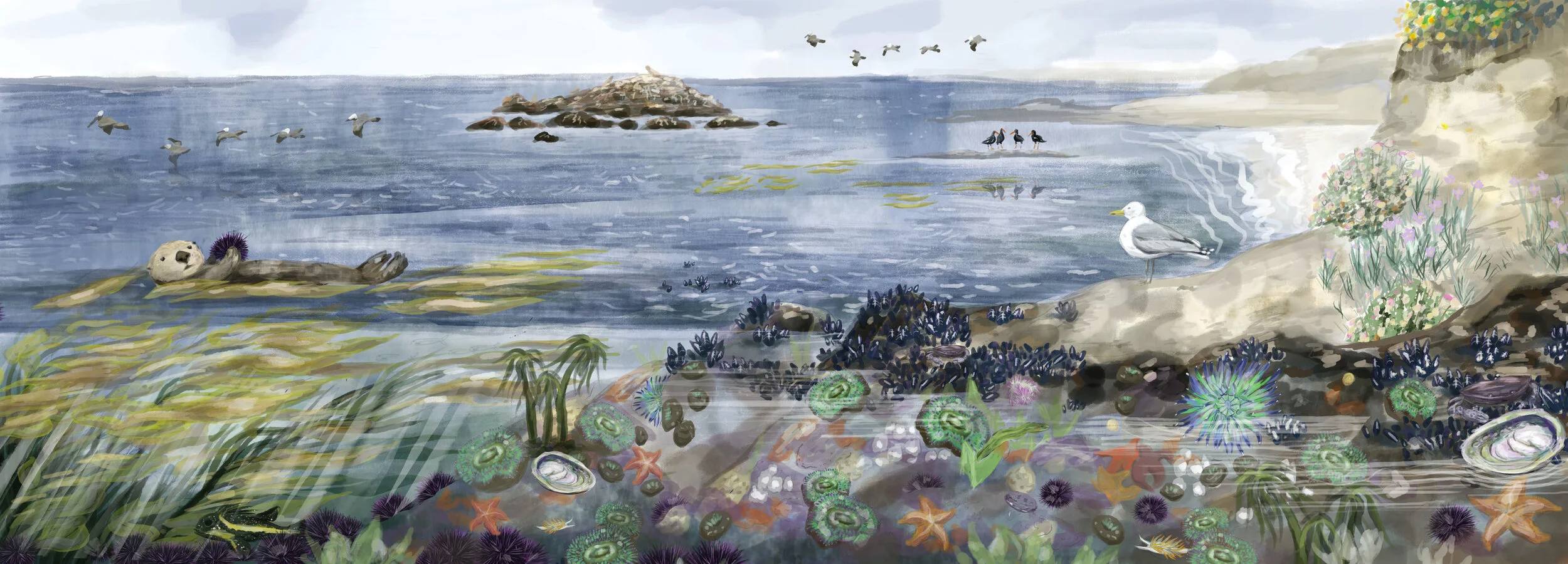 sophie wood brinker illustration of a santa cruz marine coast landscape
