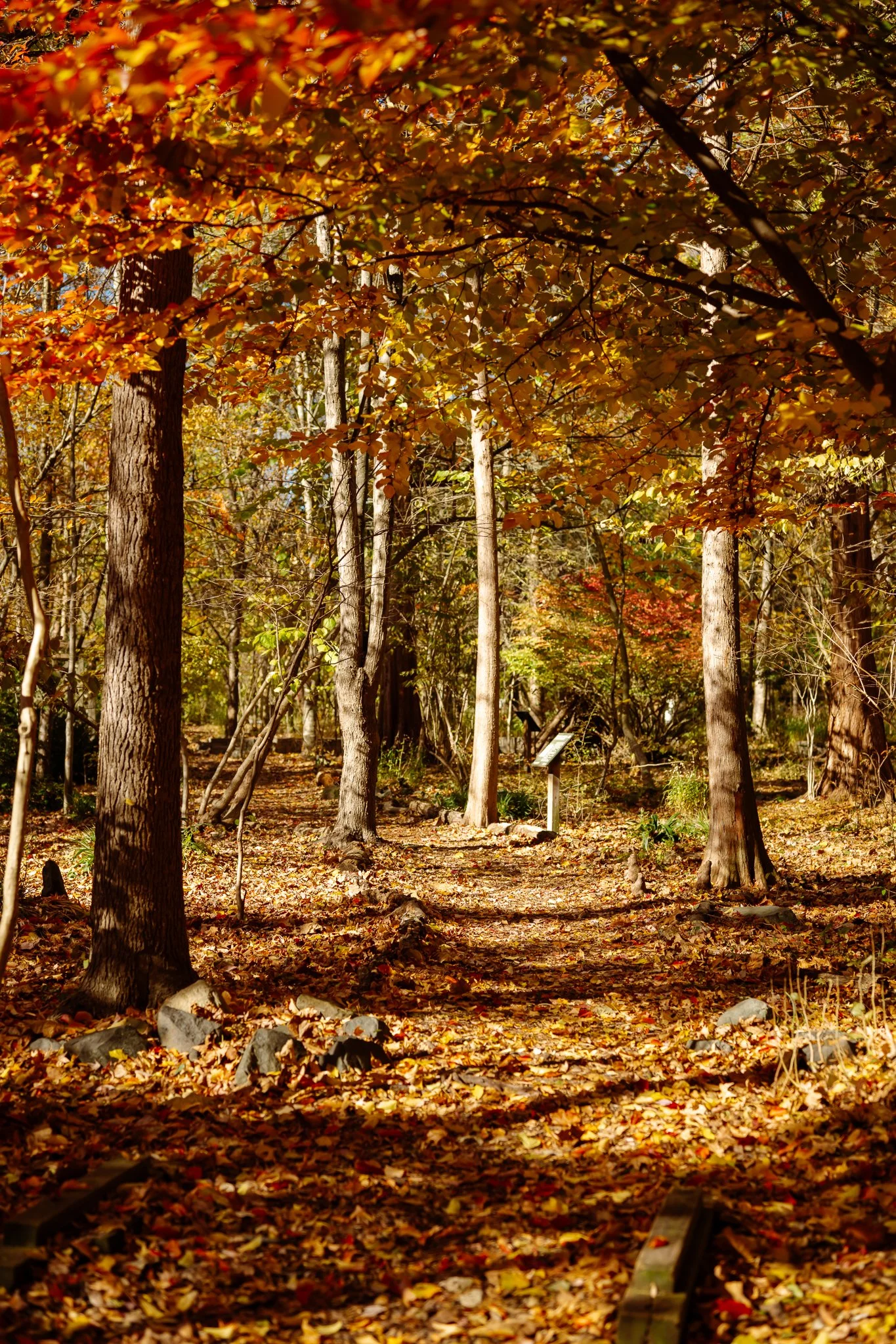 Arboretum path in fall