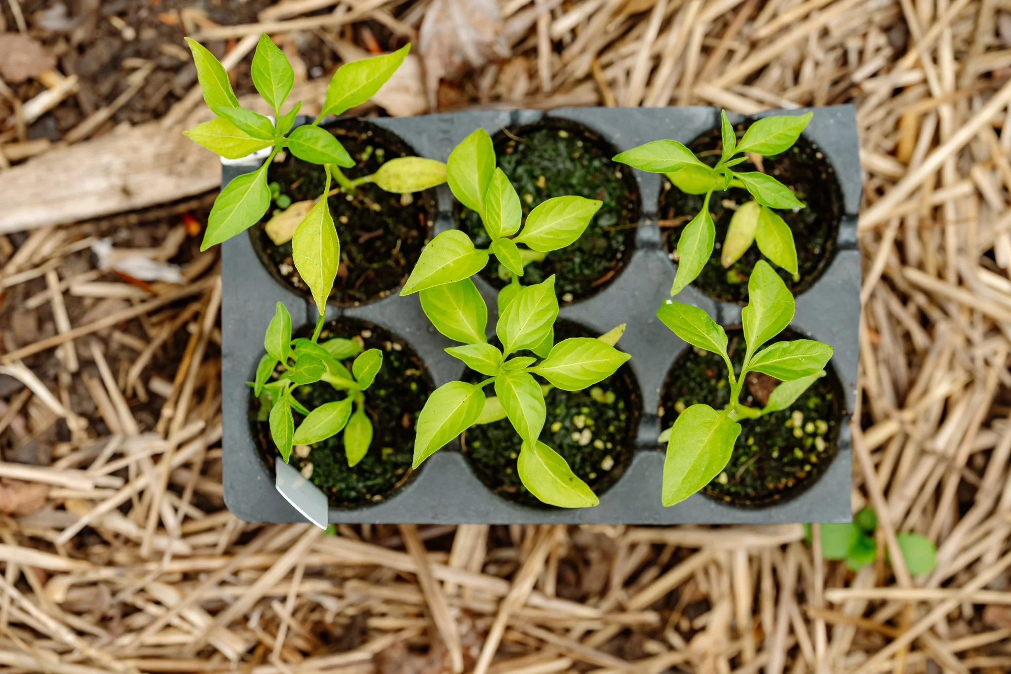MWPT vegetable garden in spring
