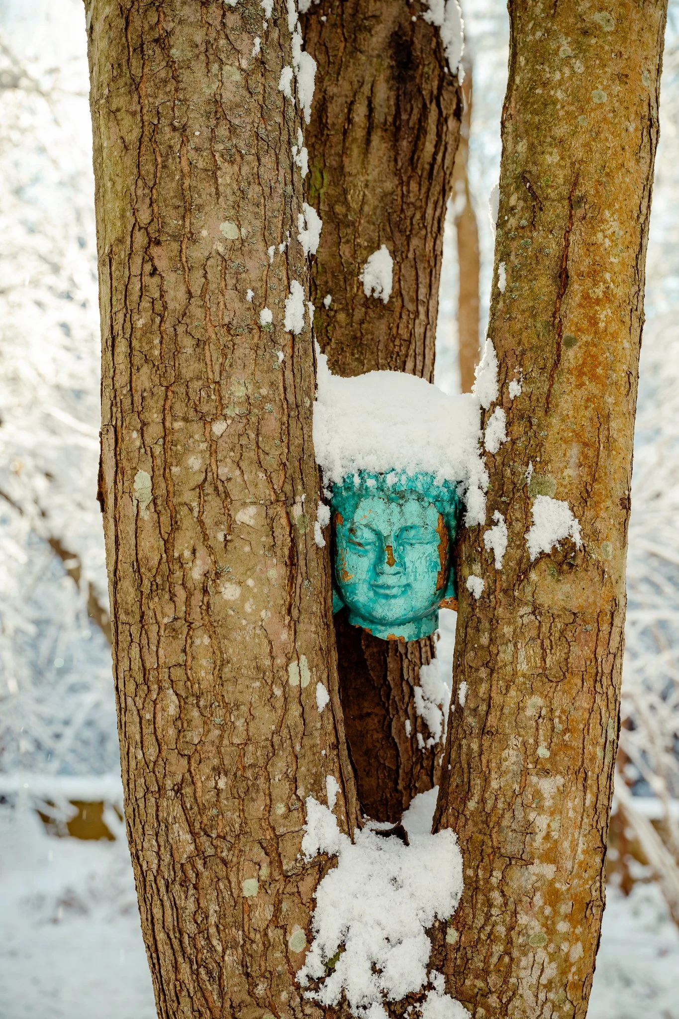 Arboretum buddha head in winter