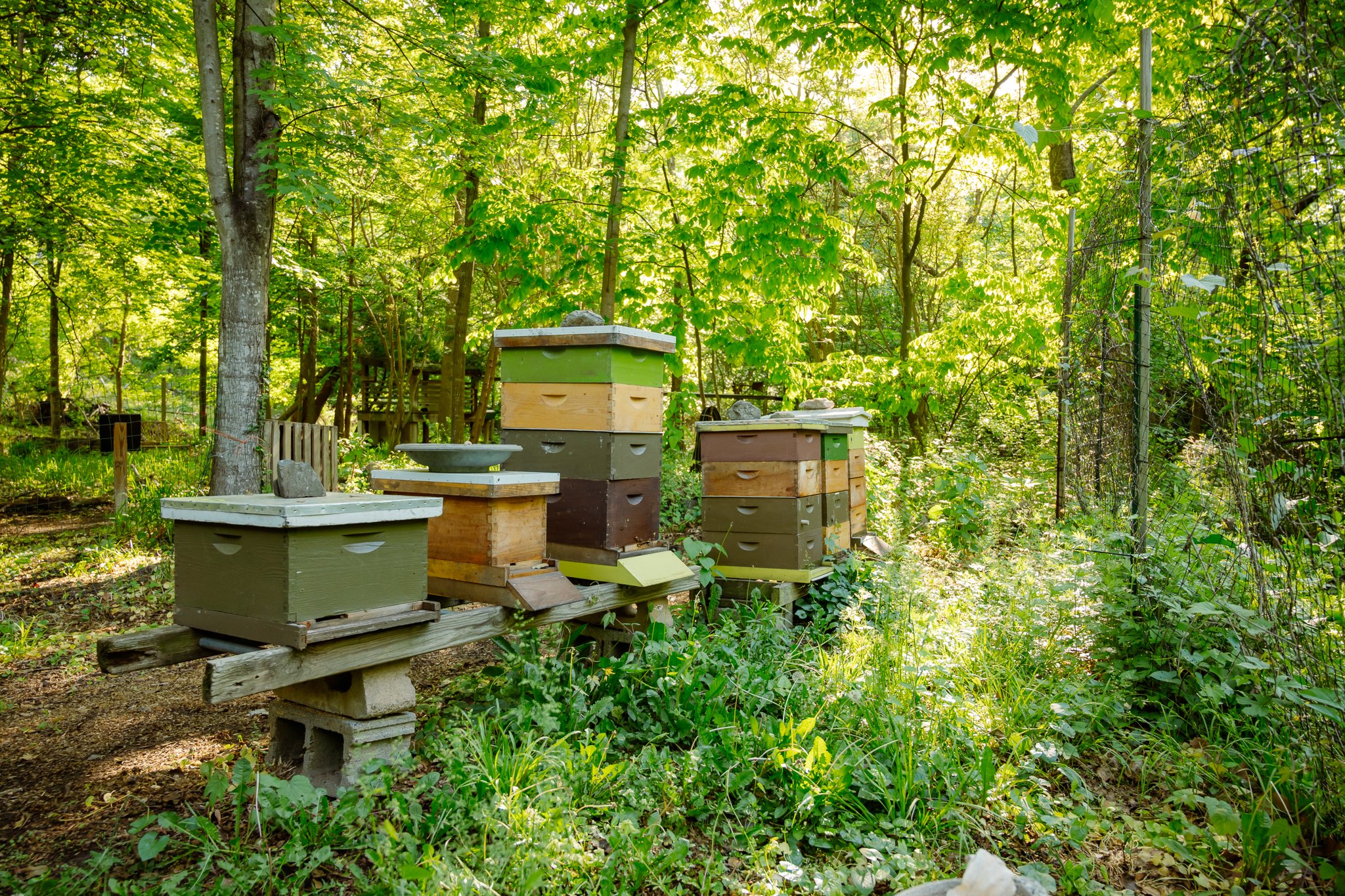 MWPT apiary in spring