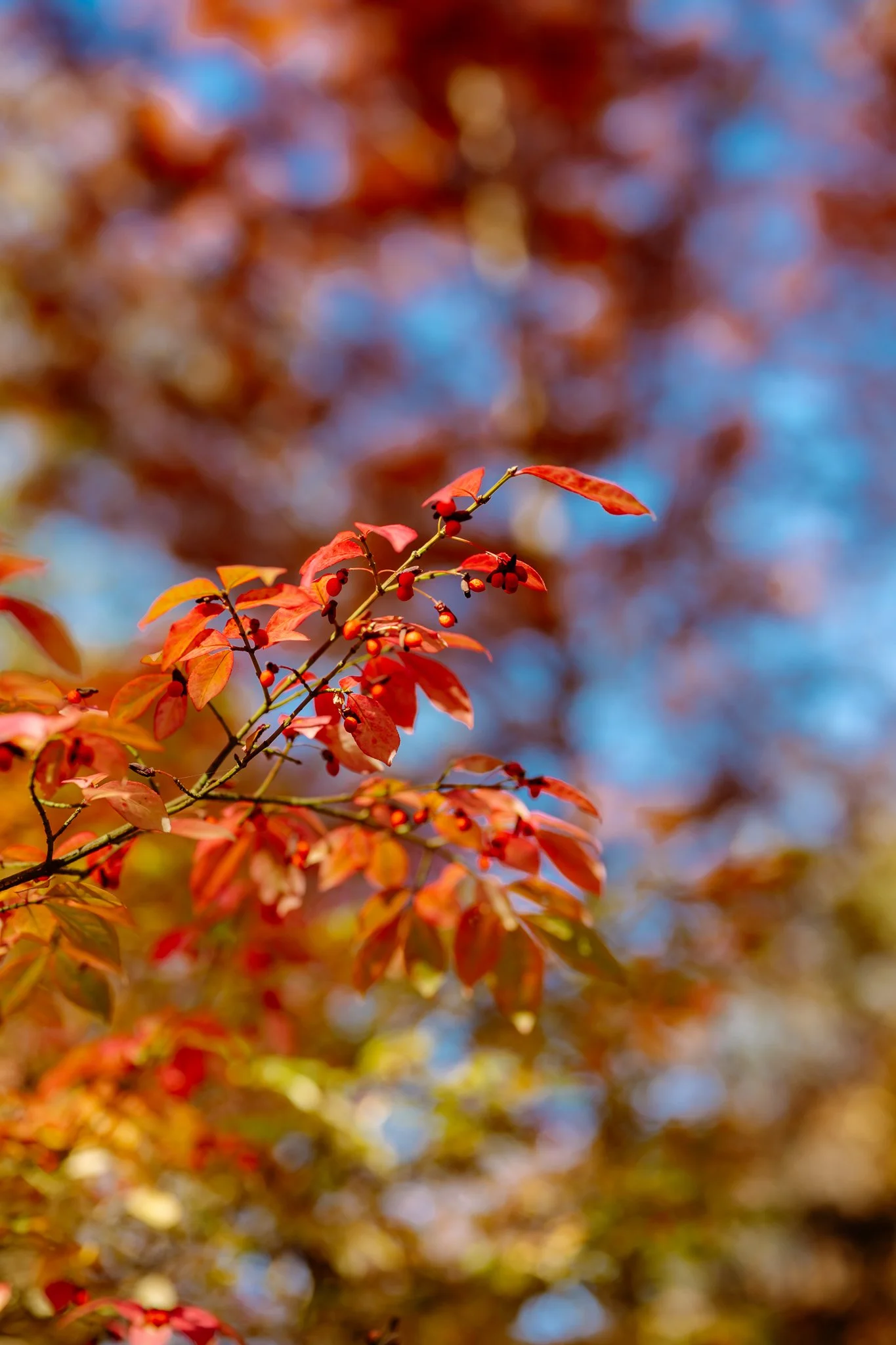 Arboretum trees in fall
