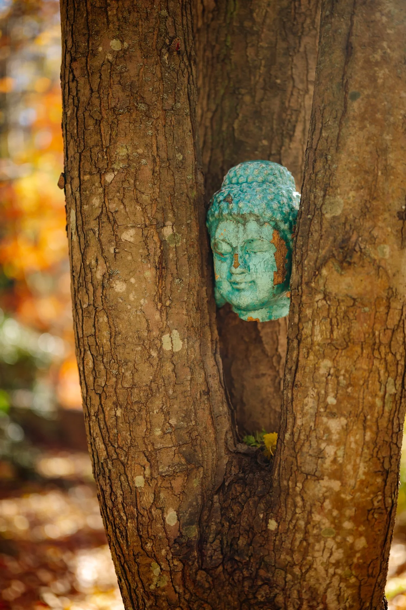 Arboretum buddha head in fall