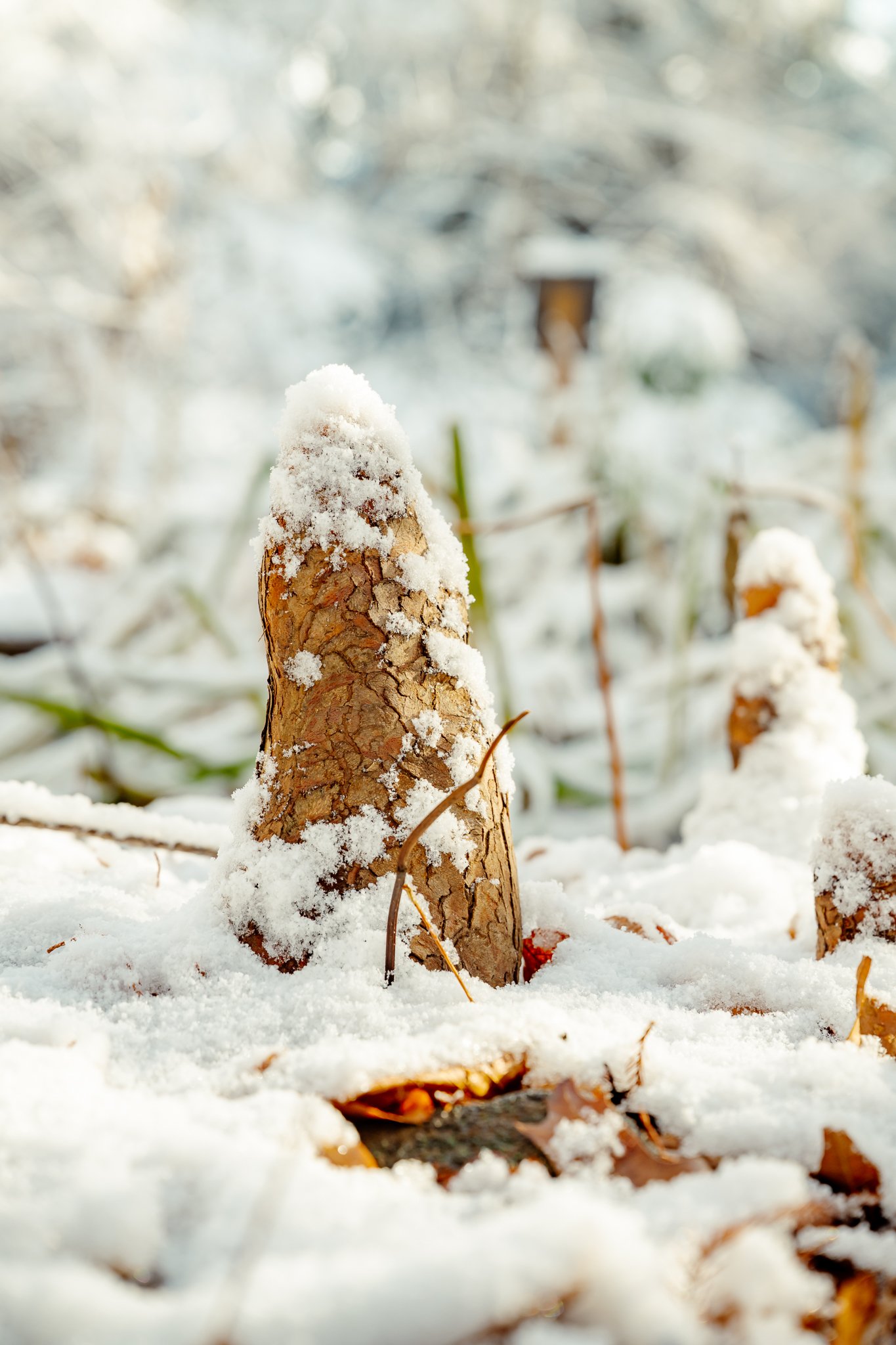 Cypress knees in winter