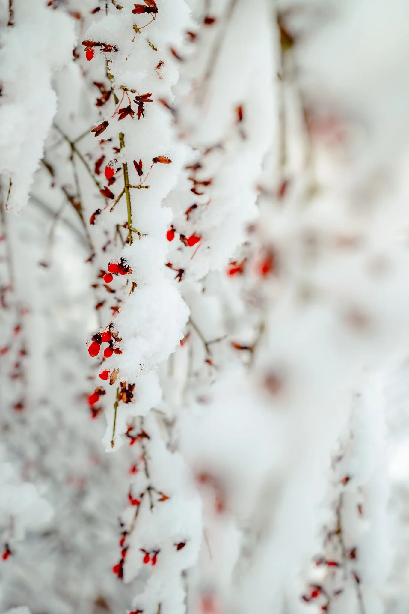 Arboretum winter berries