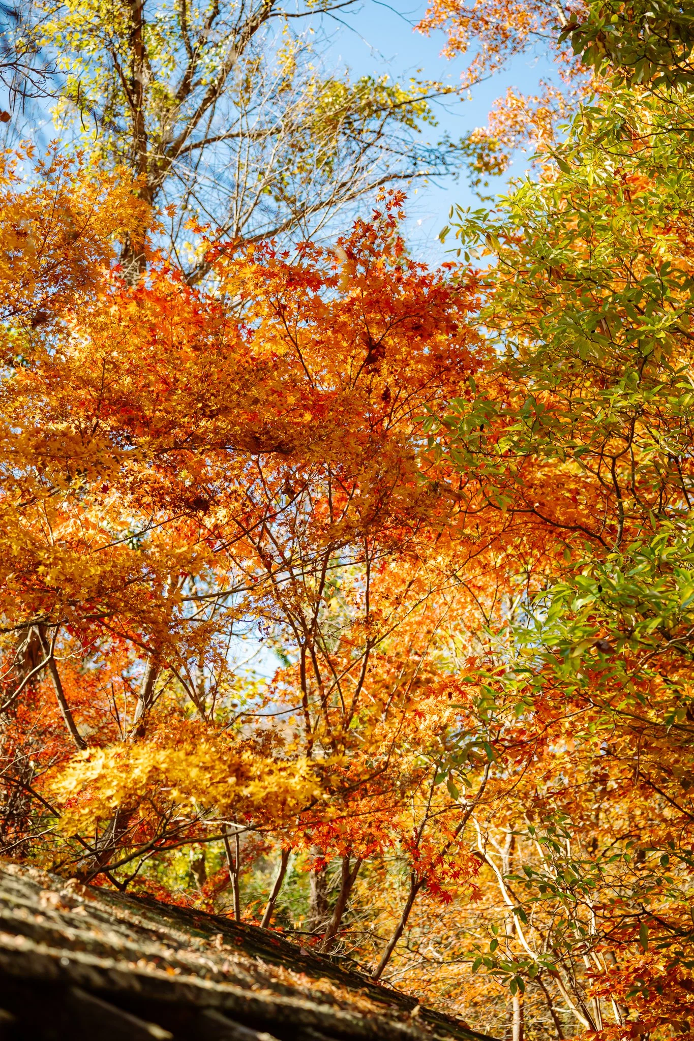 Arboretum trees in fall