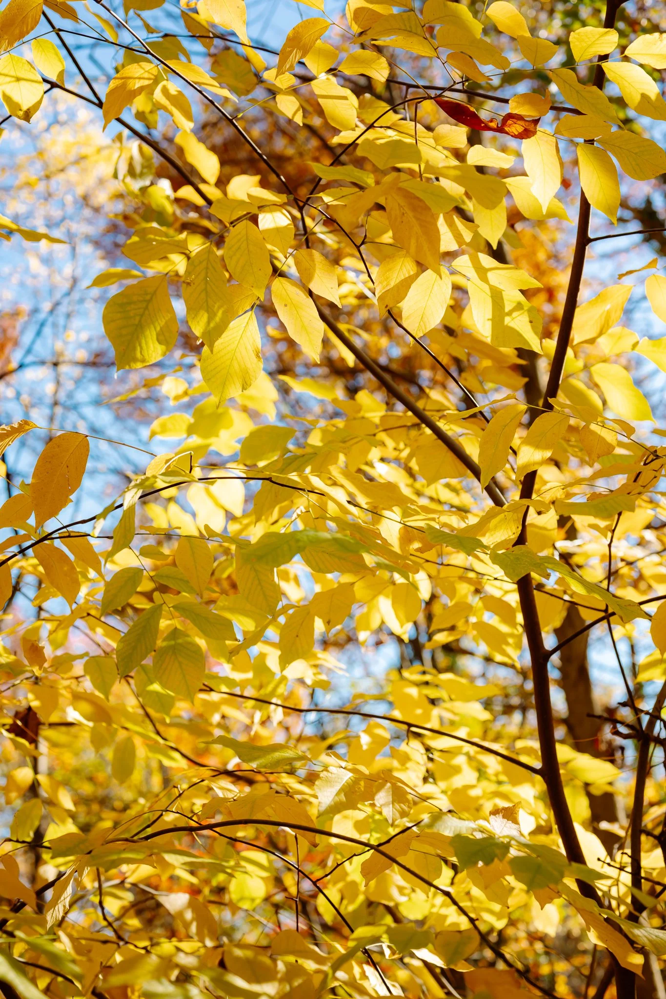 Arboretum trees in fall