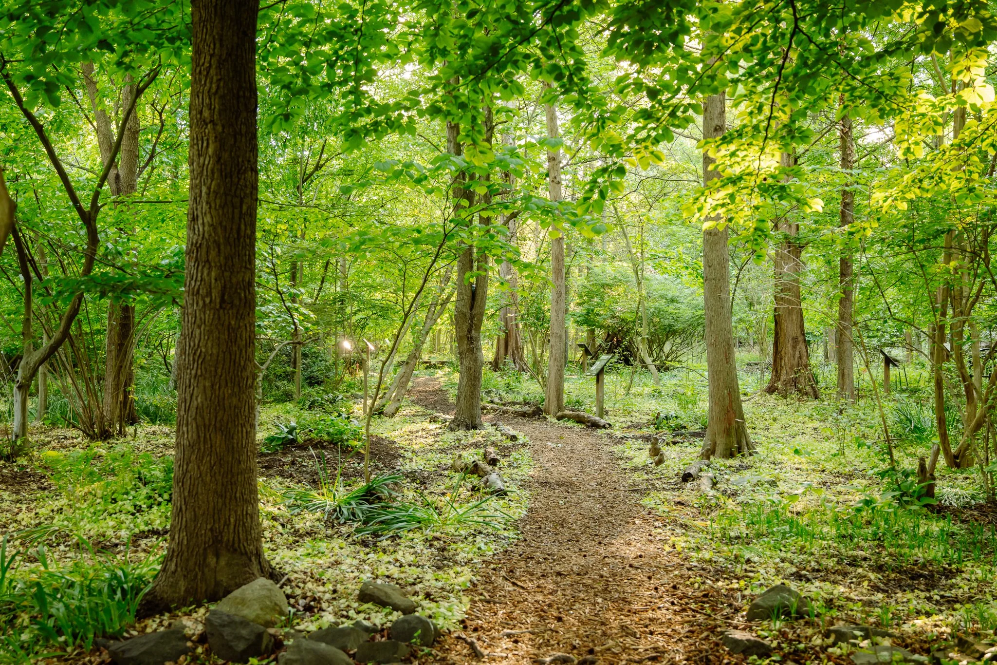 Arboretum path in spring