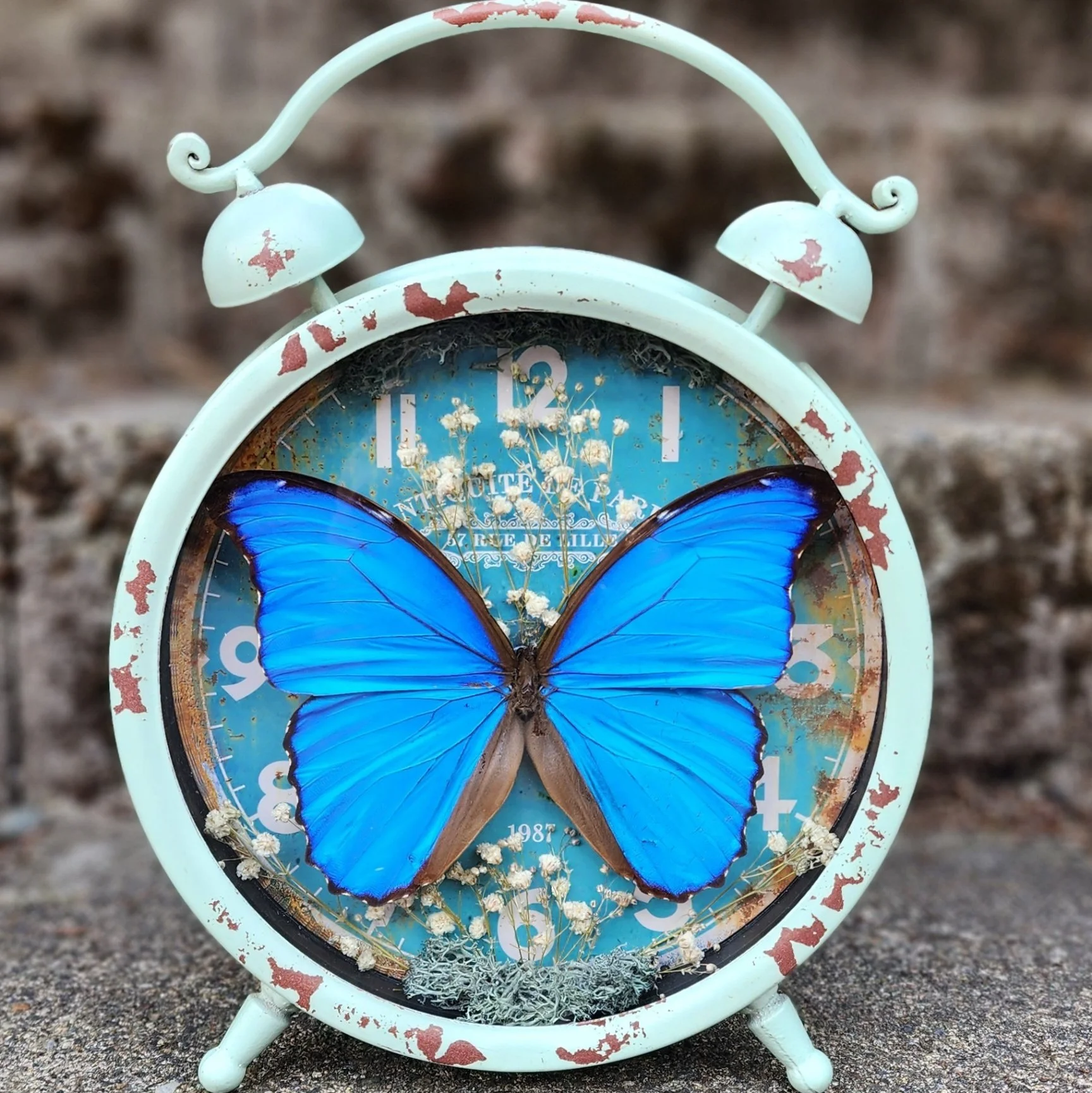 MMG morpho clock.jpg