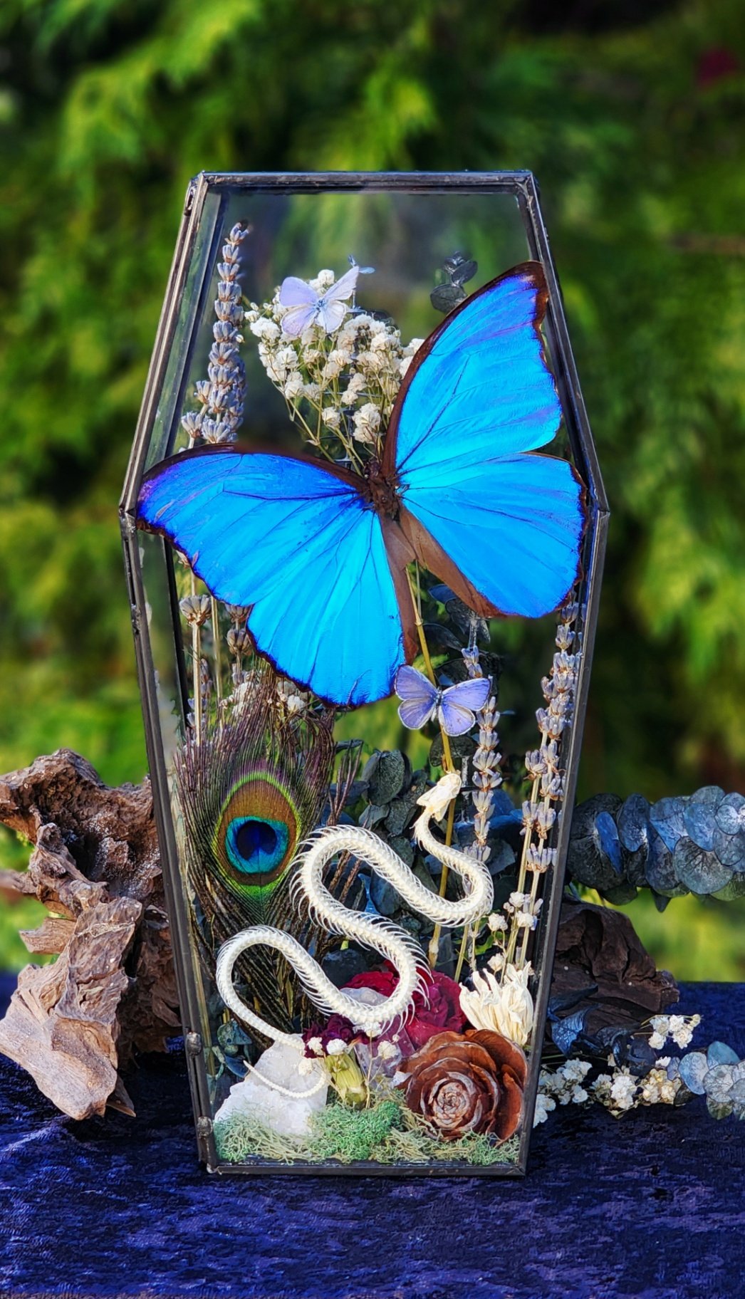 MMG Coffin morpho snake.jpg