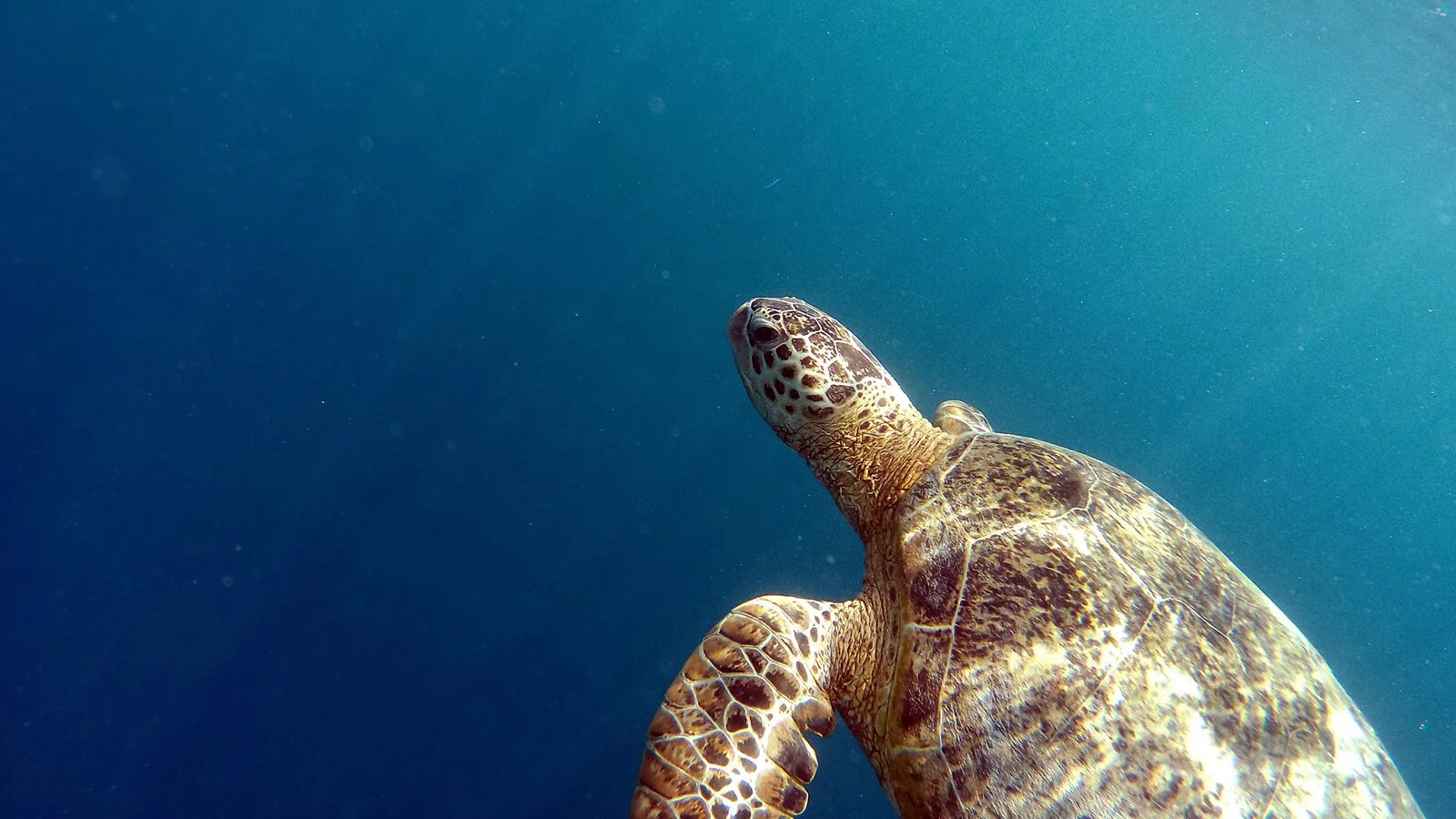 Alumni Action Alert: End Offshore Drilling