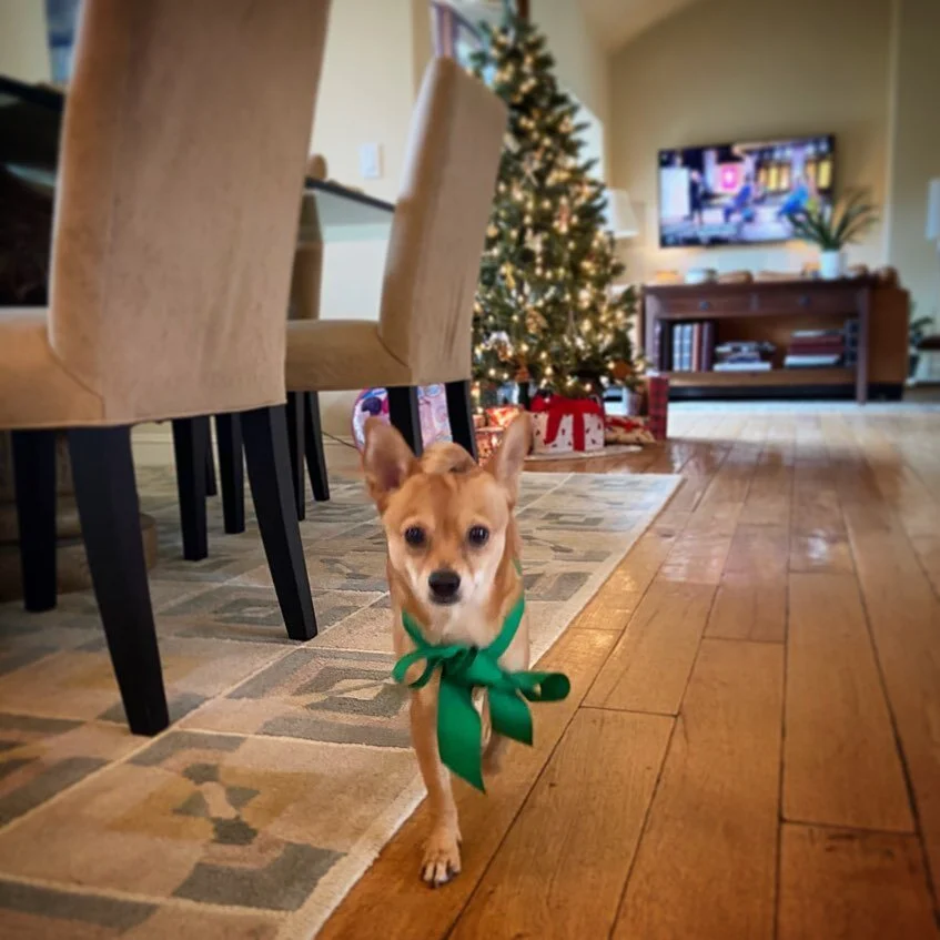 🎄🥂Merry Christmas! 🎁🐕