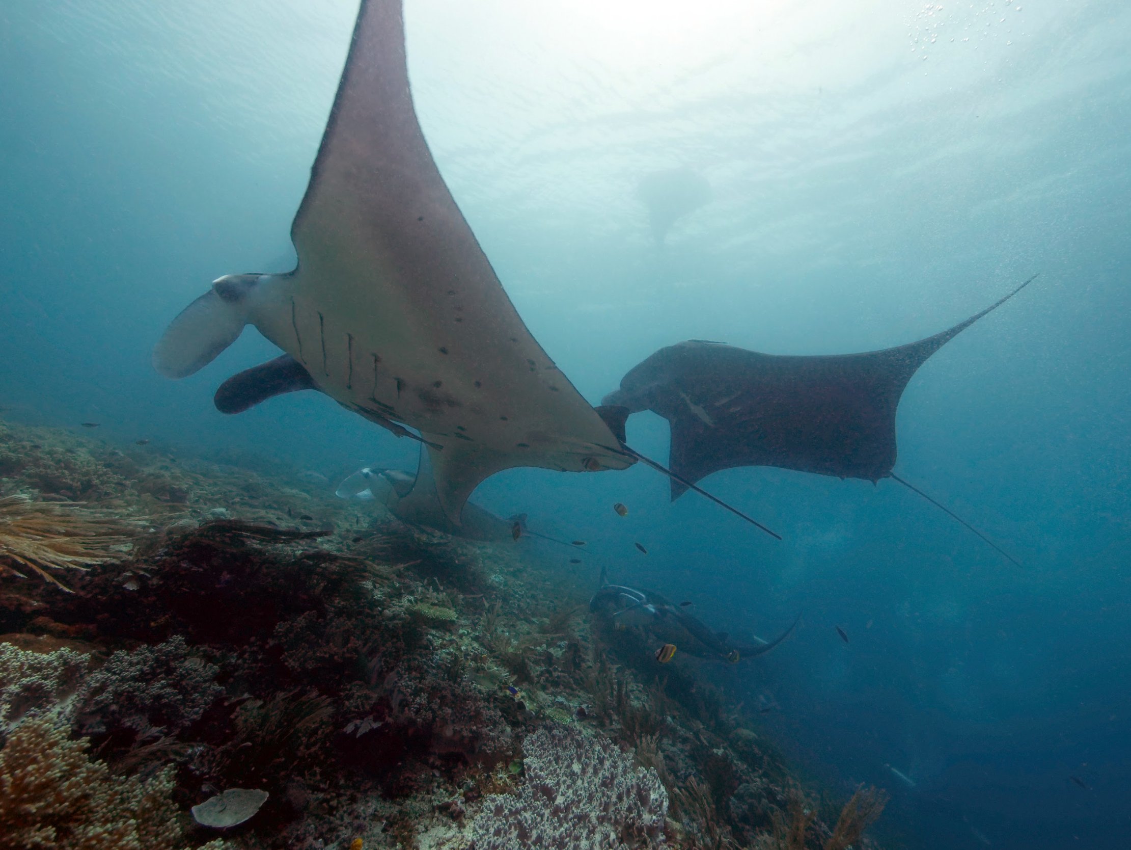 Manta Rays: Gentle Giants Under Threat – 4ocean