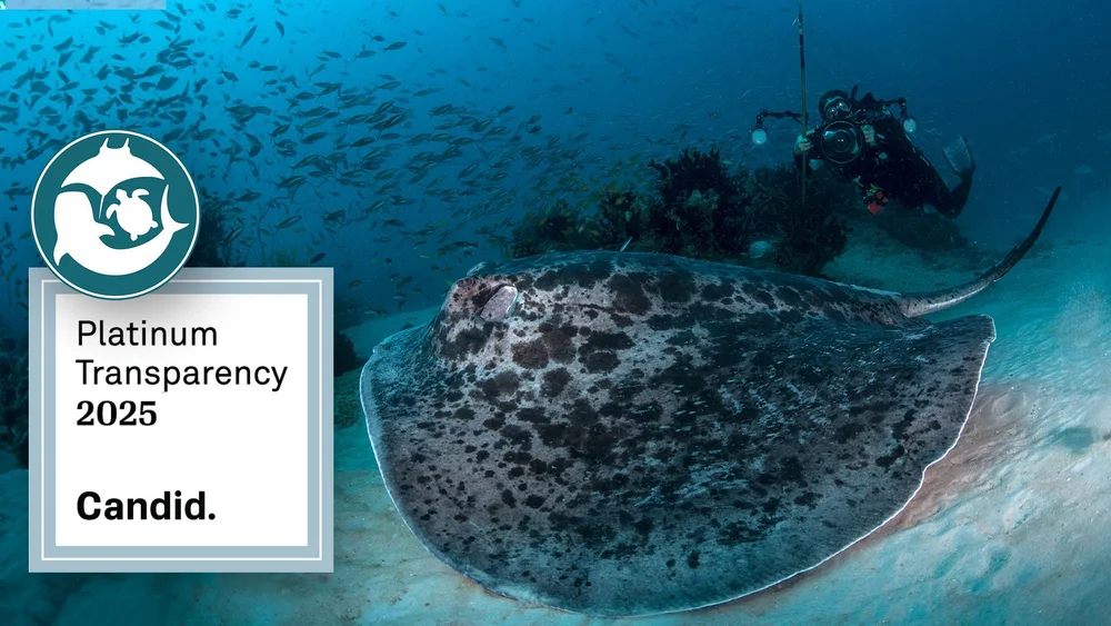 Marine Megafauna Foundation
