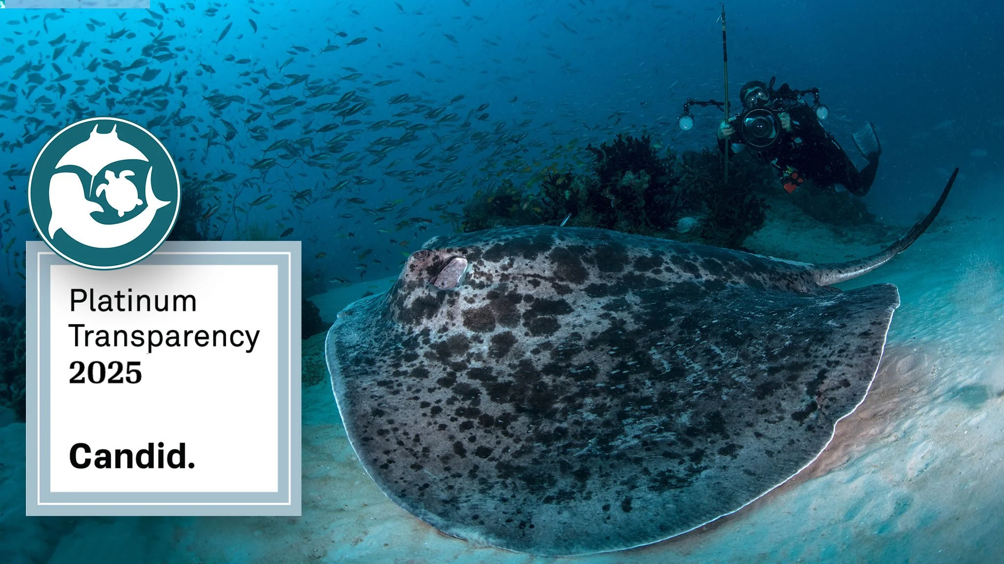Marine Megafauna Foundation