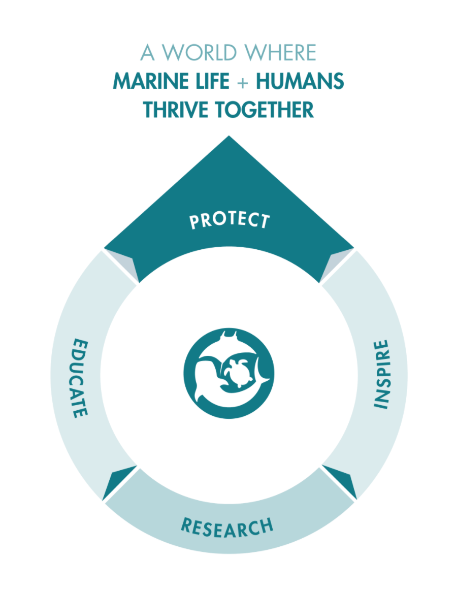Our Strategy — Marine Megafauna Foundation