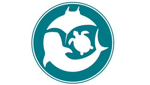 Impacts of Habitat Loss on Sharks and Rays — Marine Megafauna Foundation