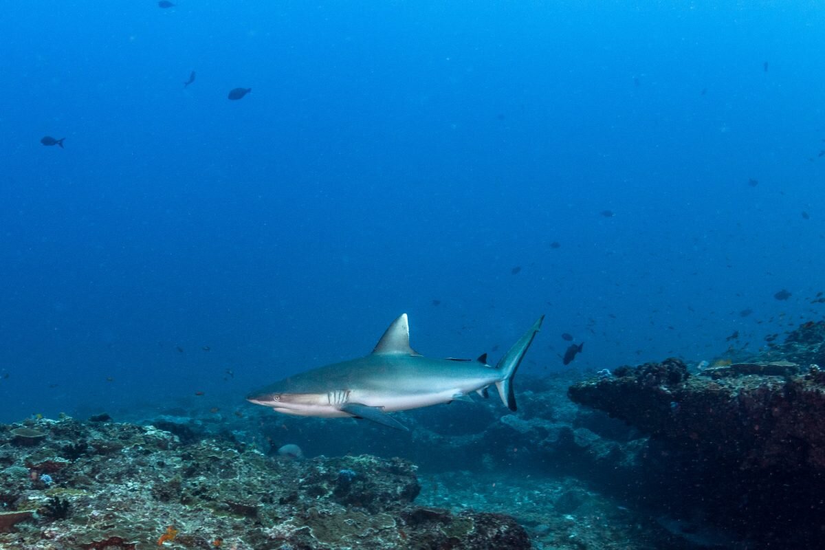 First-of-its-kind global survey reveals sharks could be better ...