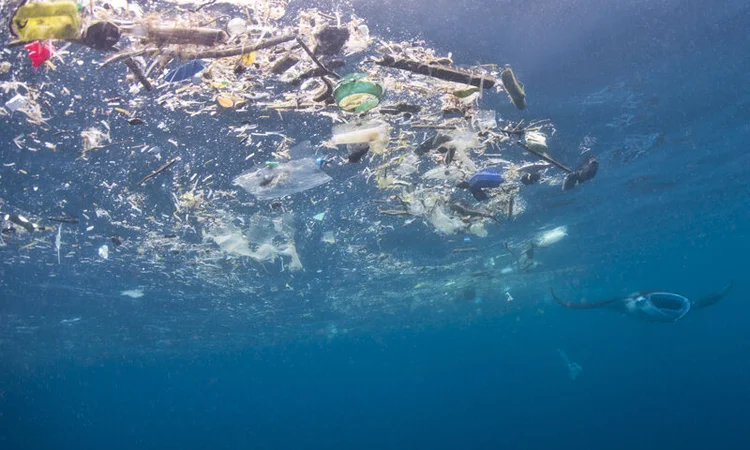 Microplastics on the menu for manta rays and whale sharks — Marine ...