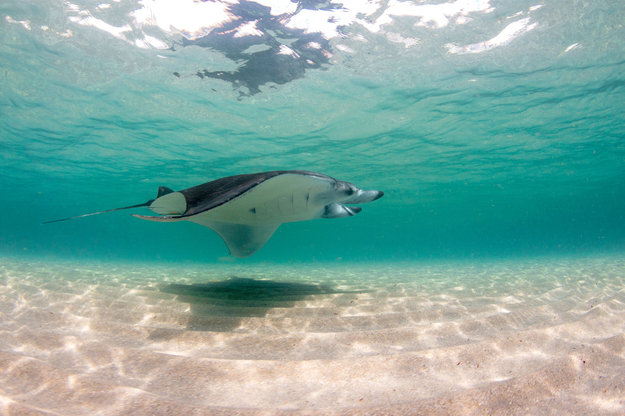 The Florida Manta Project — Marine Megafauna Foundation