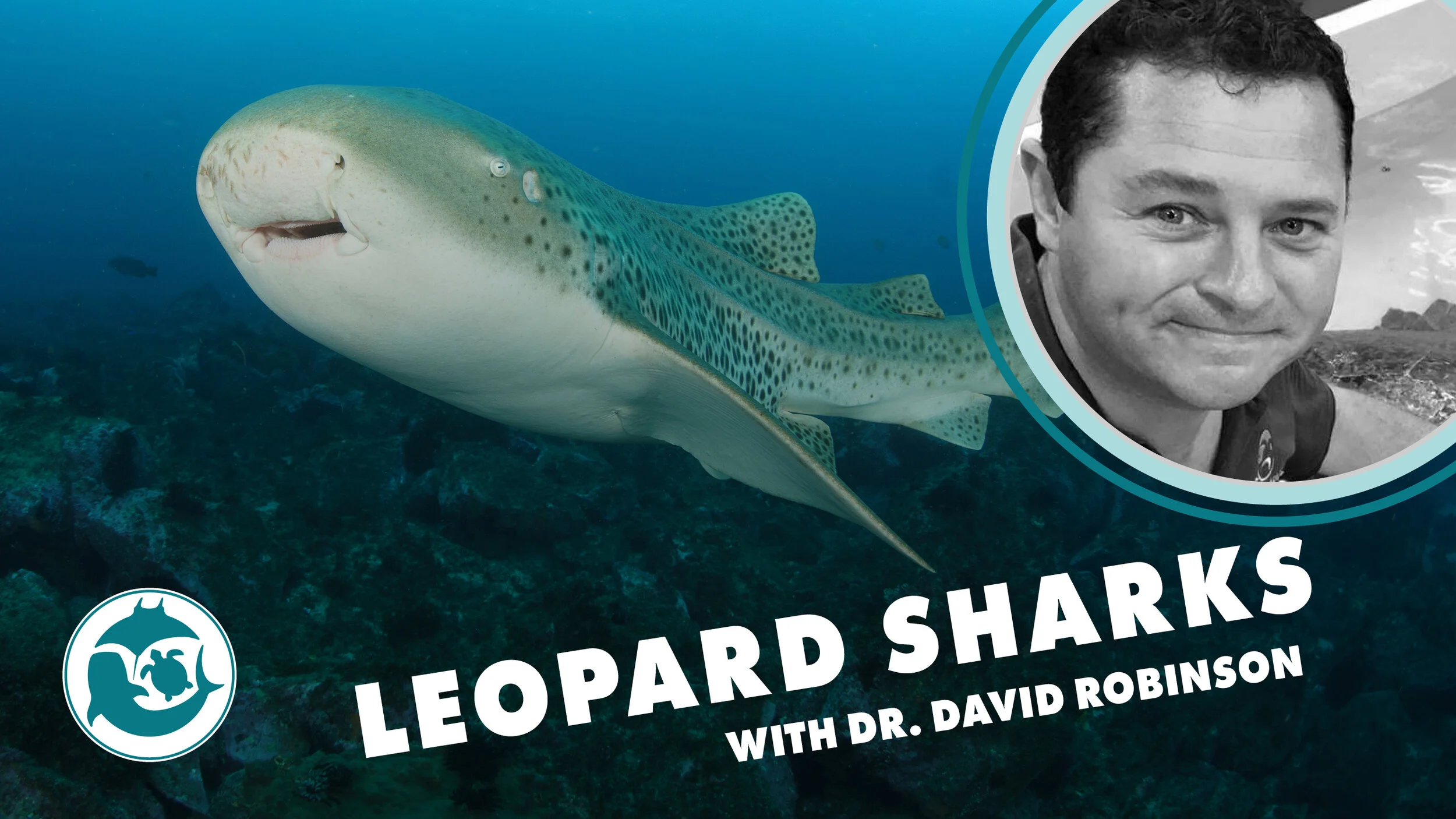 LAUNCH: Leopard Sharks with Dr. David Robinson