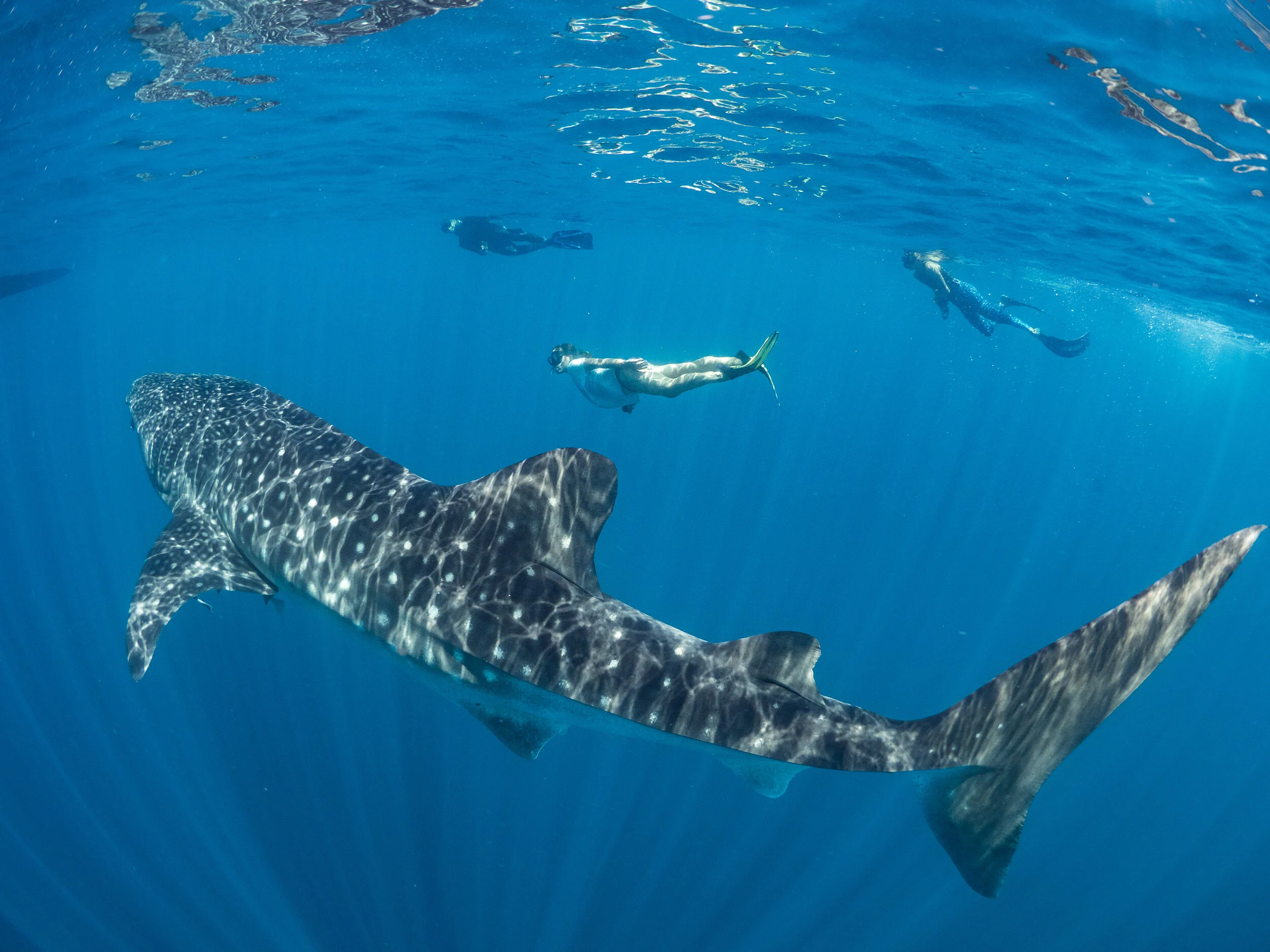 Christopher Rohner Dr. Chris Rohner — Marine Megafauna Foundation