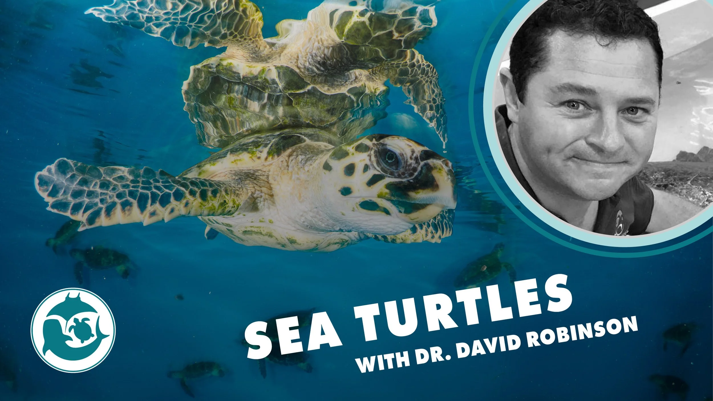 NOVEMBER: Saving Sea Turtles with Dr. David Robinson