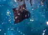 Impacts of Ocean Pollution on Sharks and Rays — Marine Megafauna Foundation