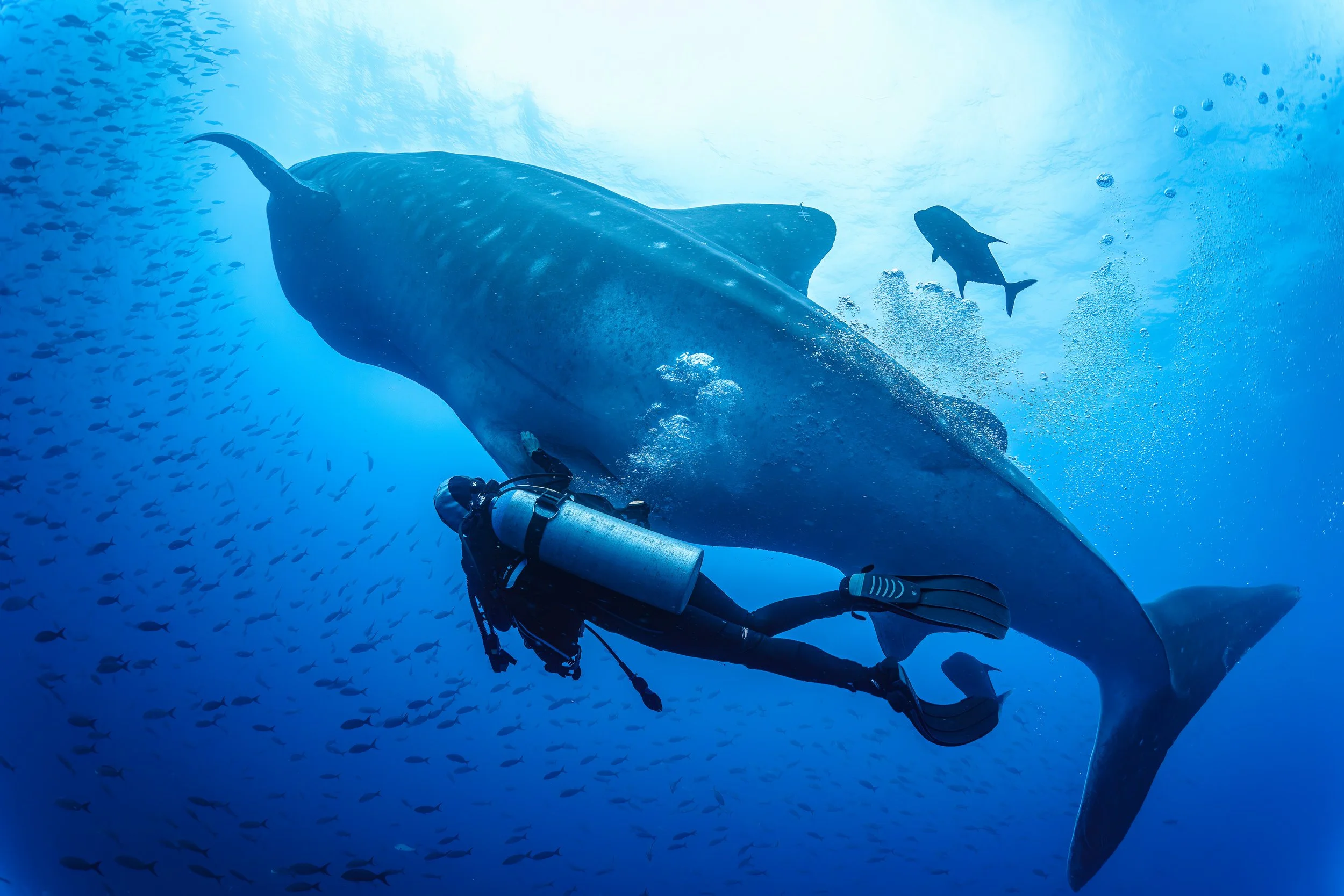 Whale Eating Shark