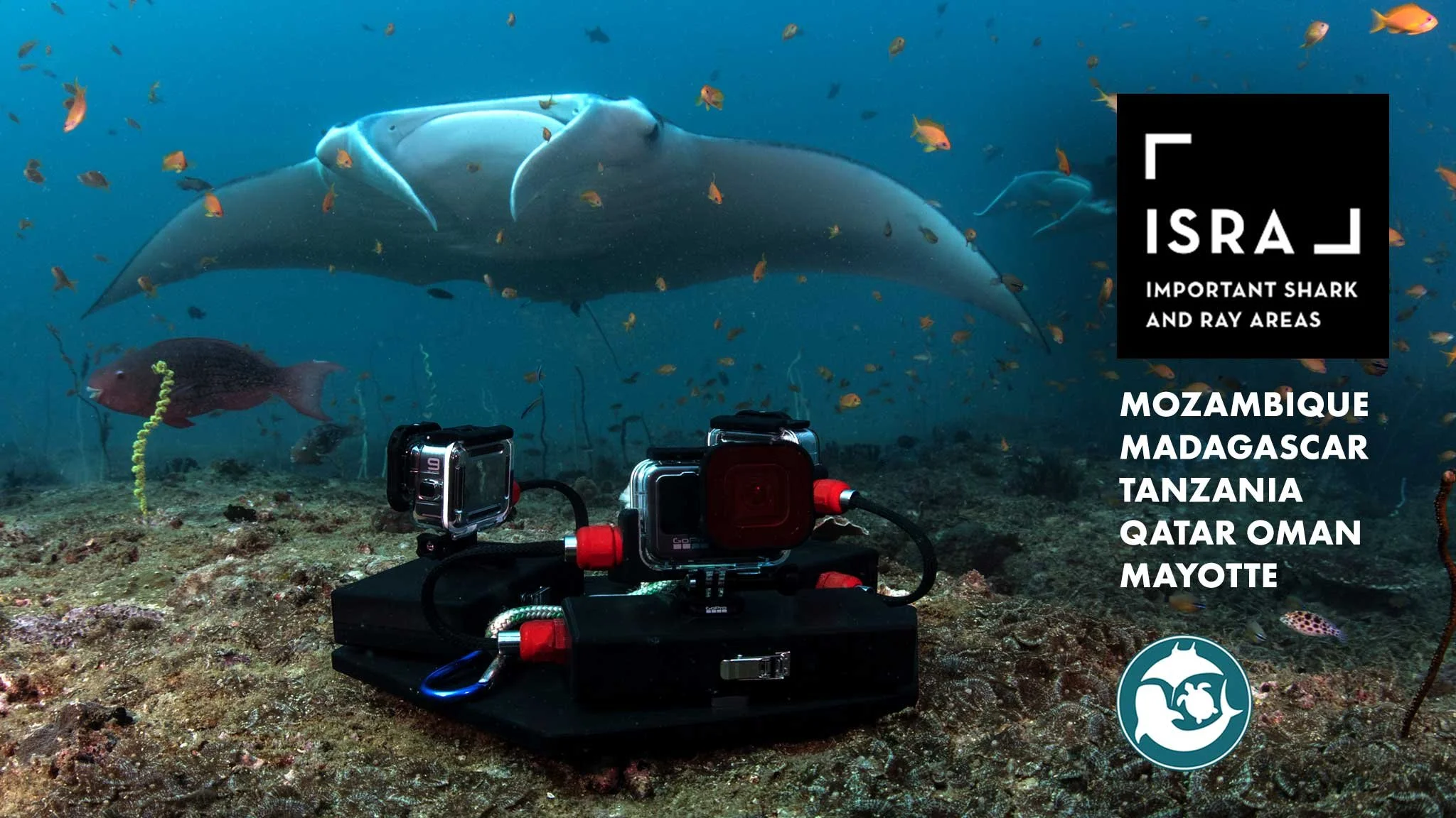 Latest News — Marine Megafauna Foundation