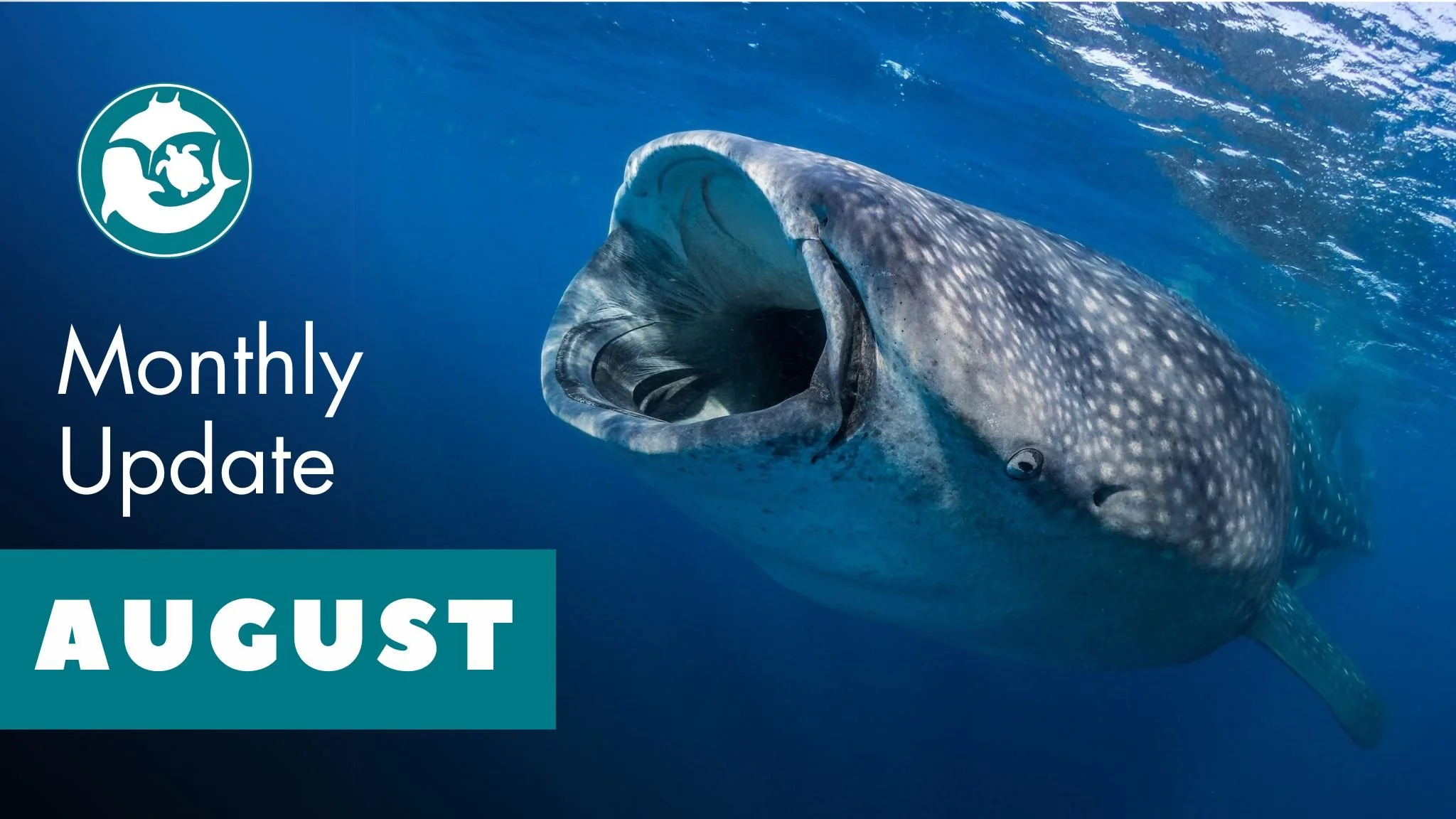 It’s International Whale Shark Day! So how’s the world’s greatest fish doing in 2024?