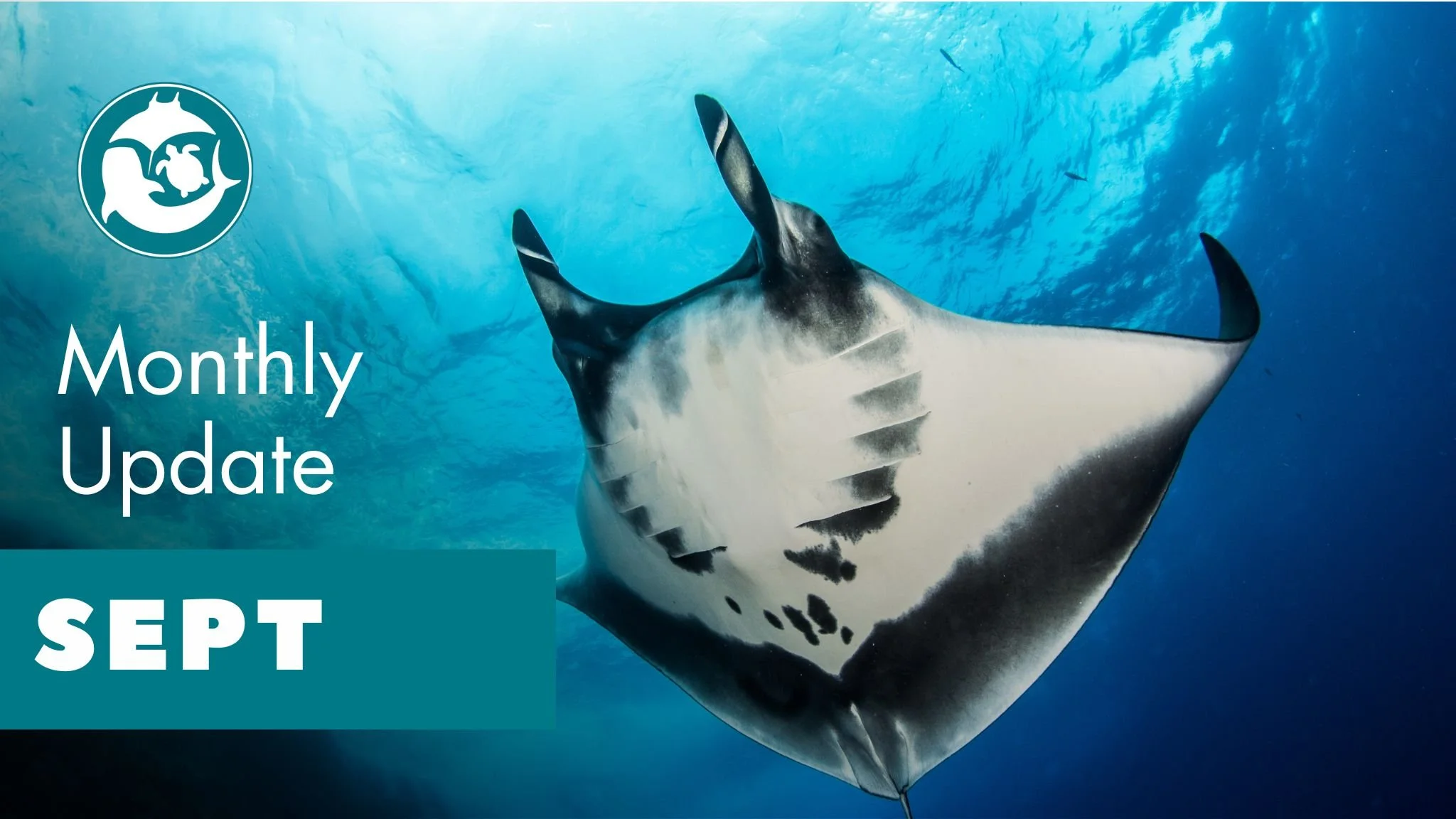 It’s International Manta Ray Day!