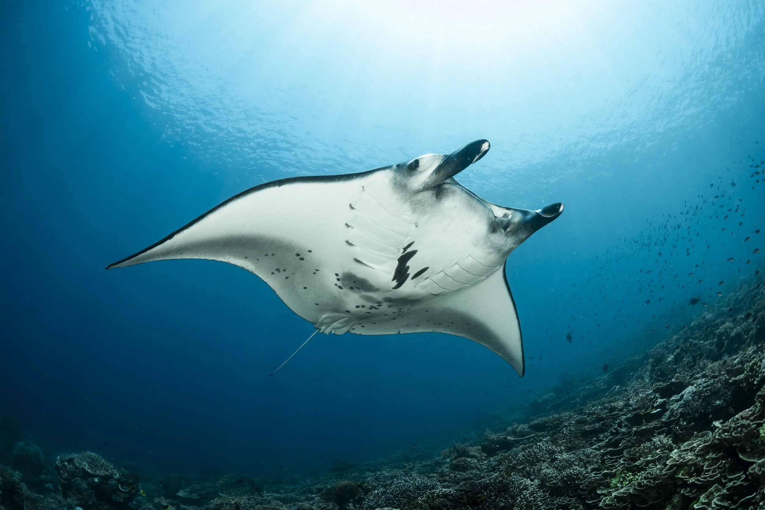 2025 Recap: From Science to Protection for Ocean Giants