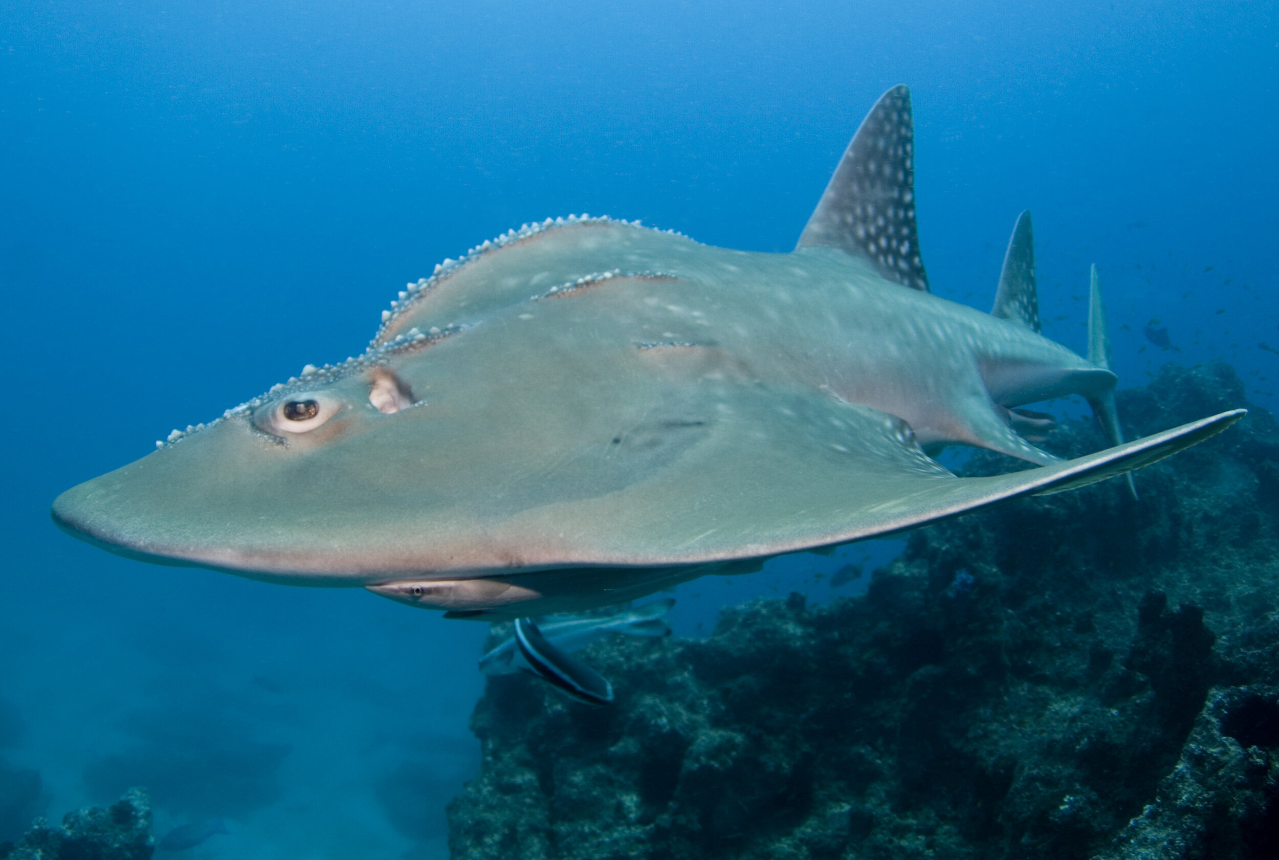 Mozambique Leopard Shark Research Project — Marine Megafauna