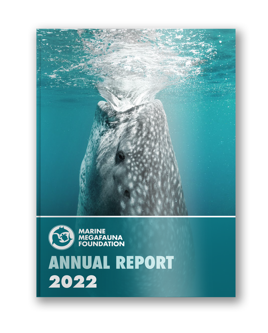 Guide to Whale sharks — Marine Megafauna Foundation