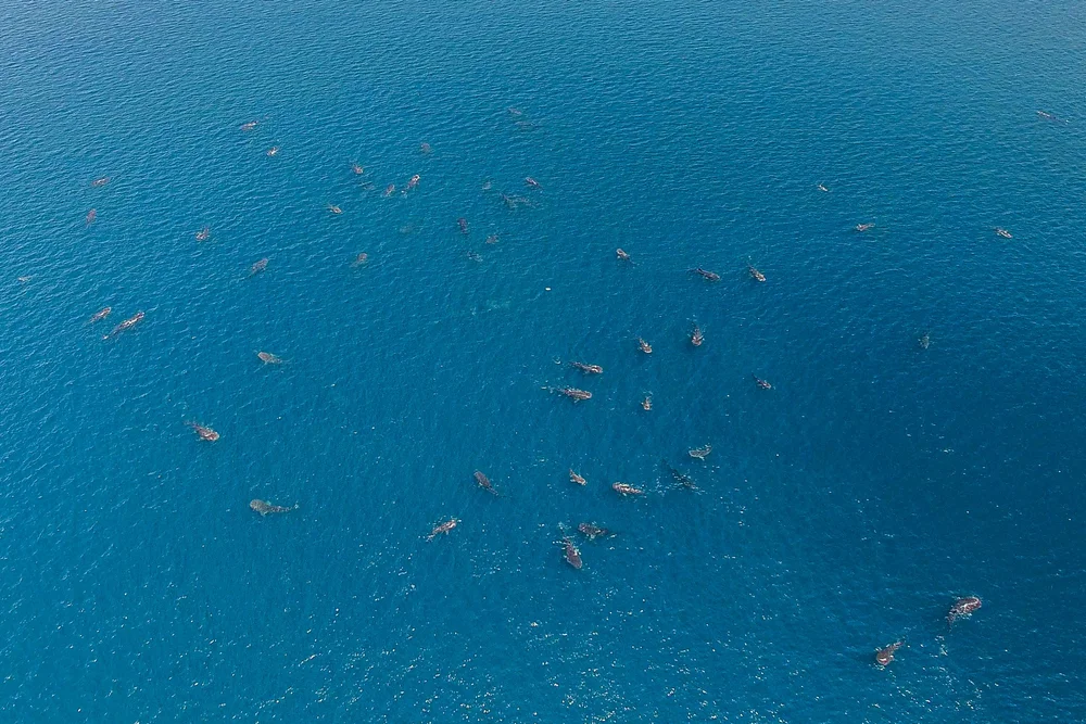 2025 Recap: From Science to Protection for Ocean Giants — Marine ...